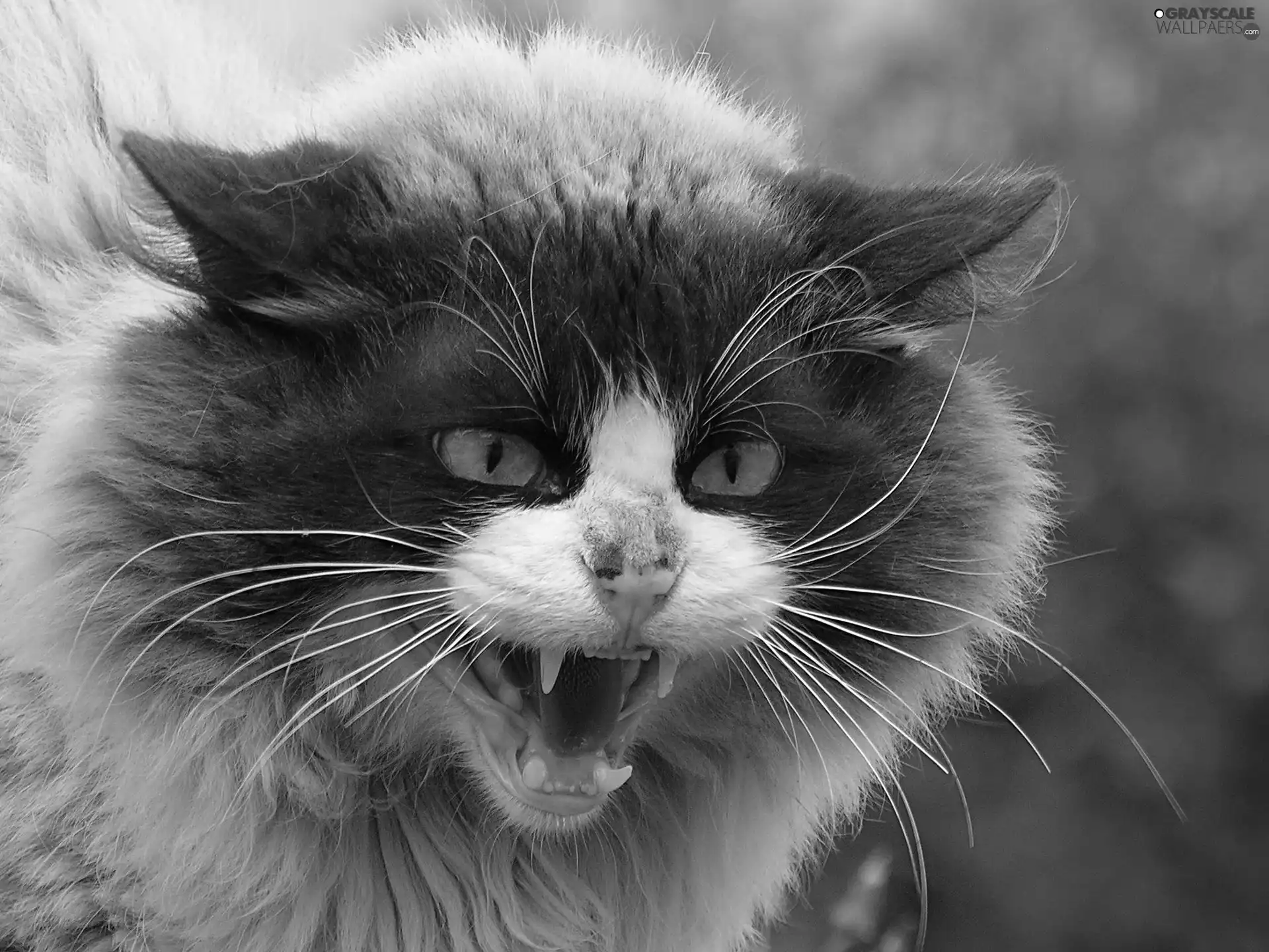 Teeth, cat, moustache, Eyes, Fur, anger