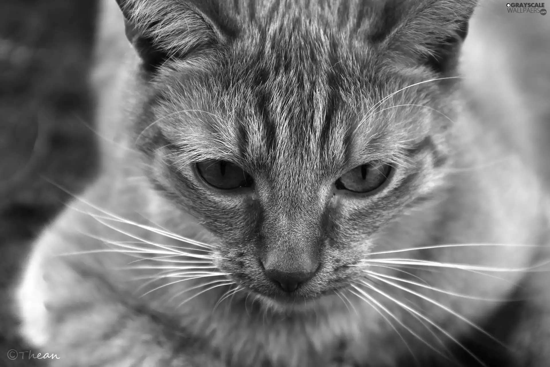 ginger, Eyes, moustache, cat