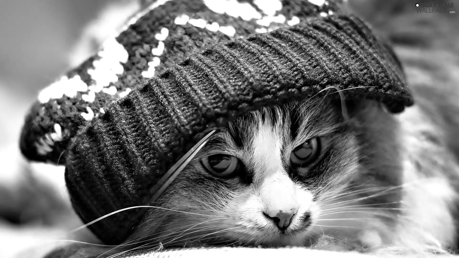 moustache, Hat, mouth, Eyes, cat