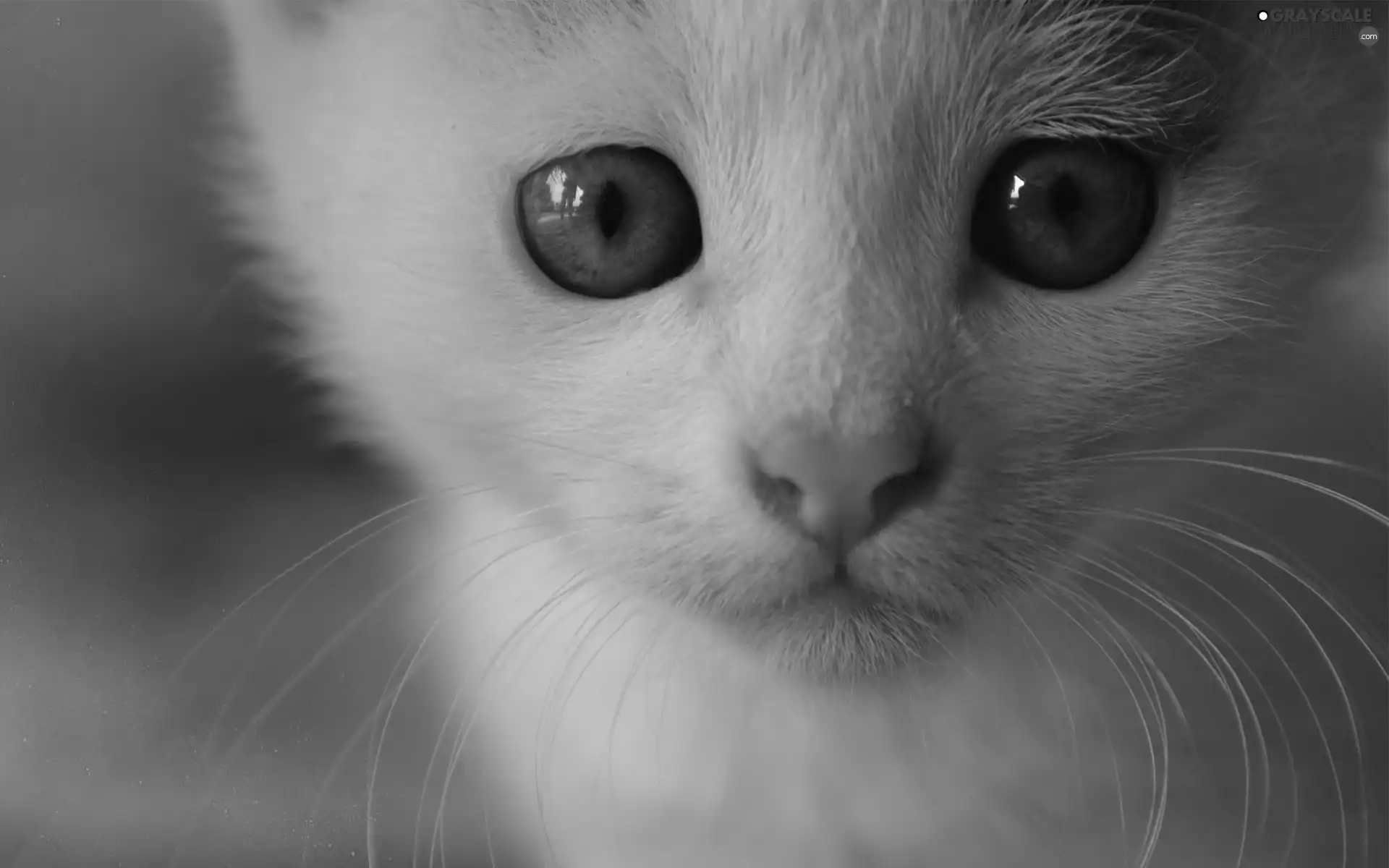 beatyfull, White, moustache, portrait, Eyes, kitten