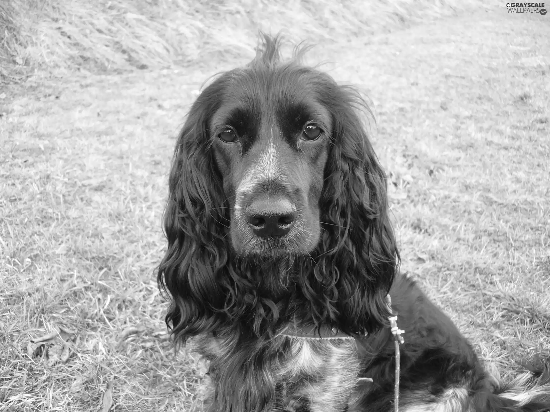 Black, English Cocker Spaniel, mouth, dog