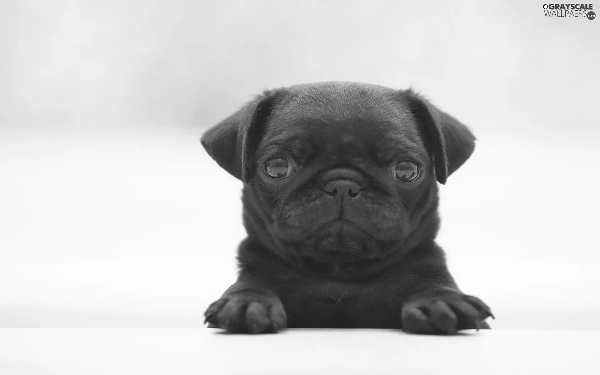 Black, honeyed, mouth, puppie