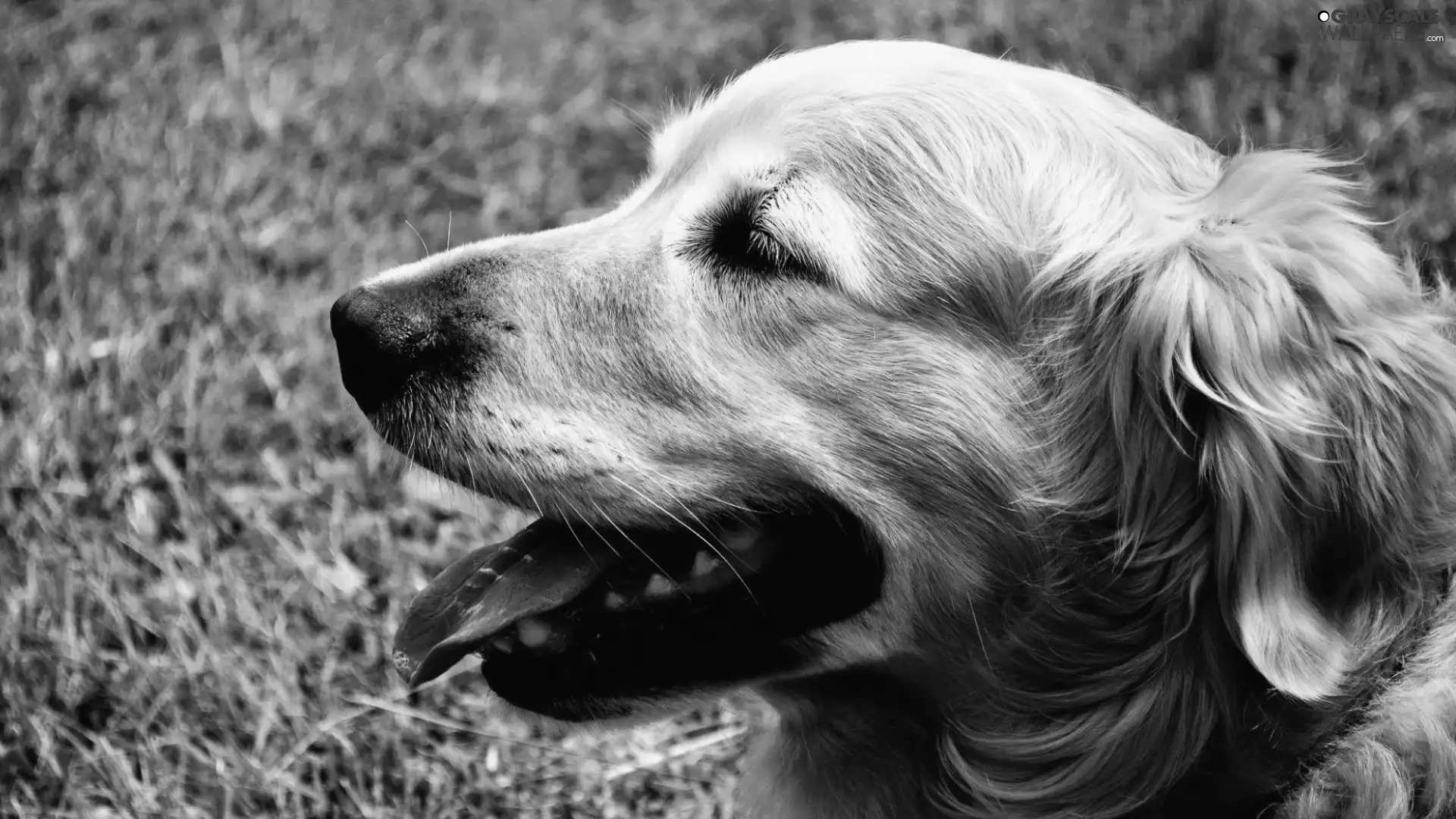 Tounge, Golden Retriever, mouth