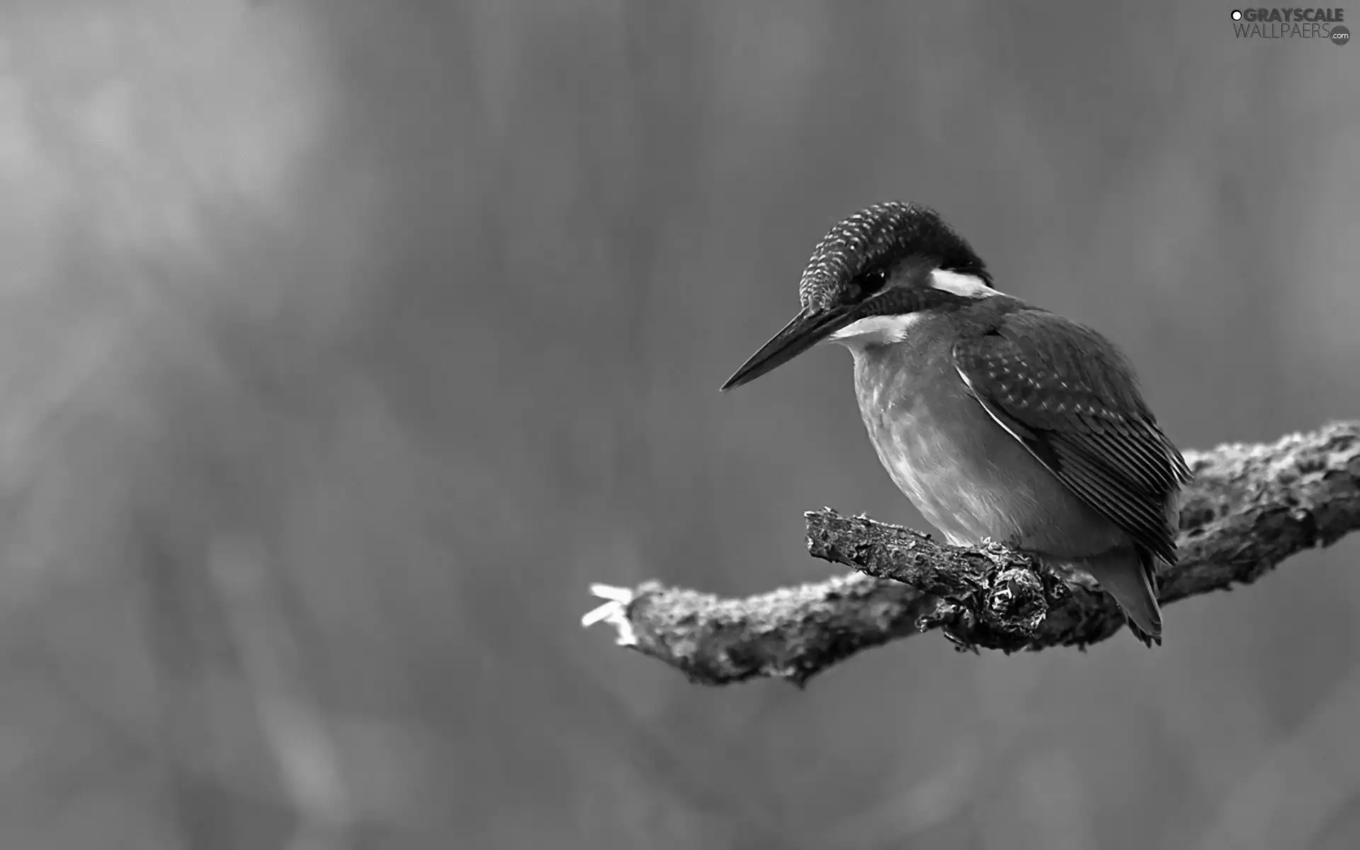 mouth, kingfisher, birdies, Big, color