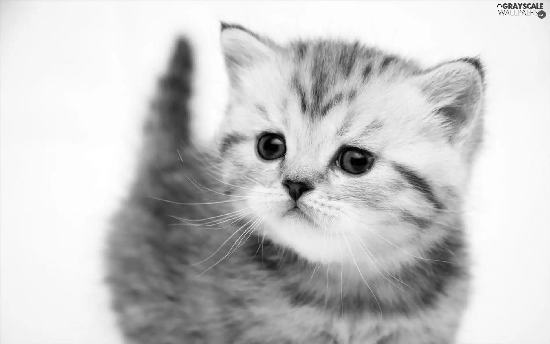 kitty, mouth