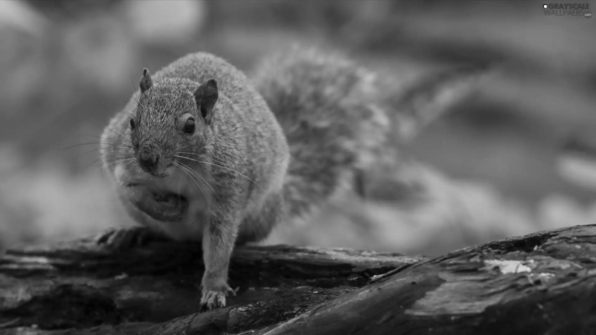 squirrel, mouth