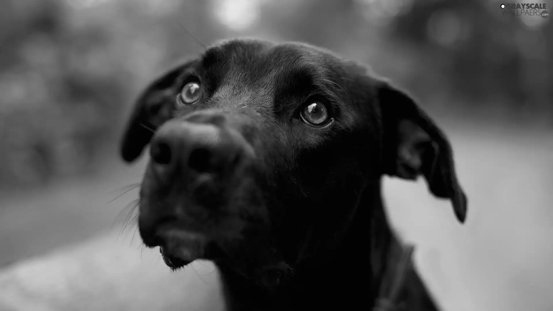 Close up, Dog, mouth