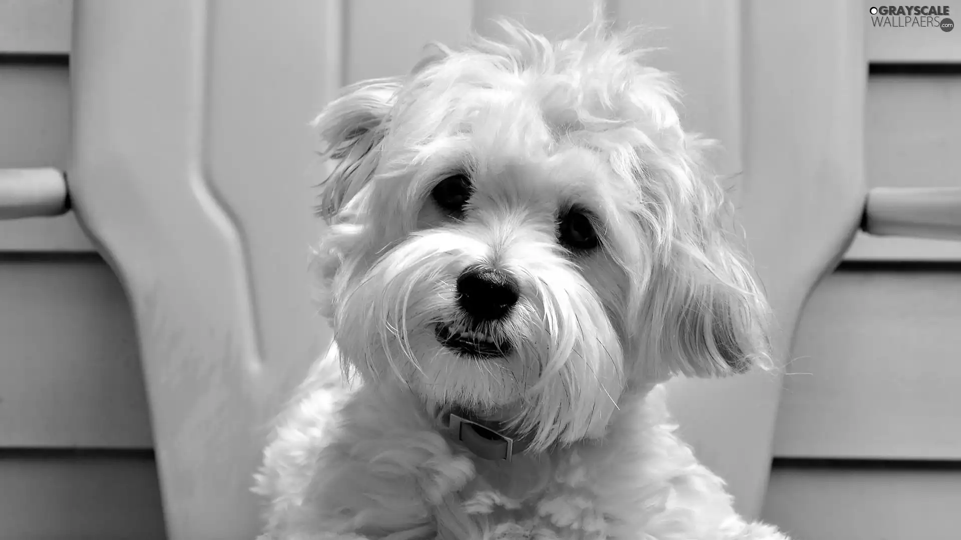 White, face, mouth, terrier