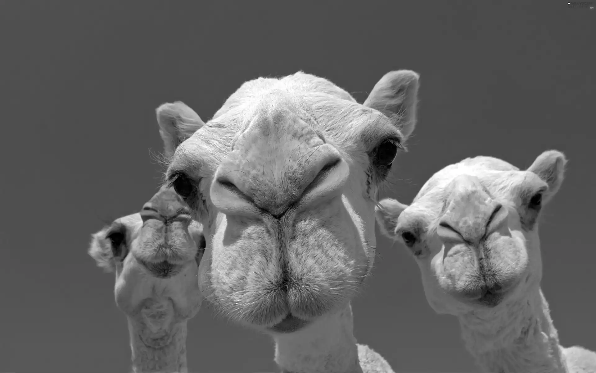 mouths, Camels, White