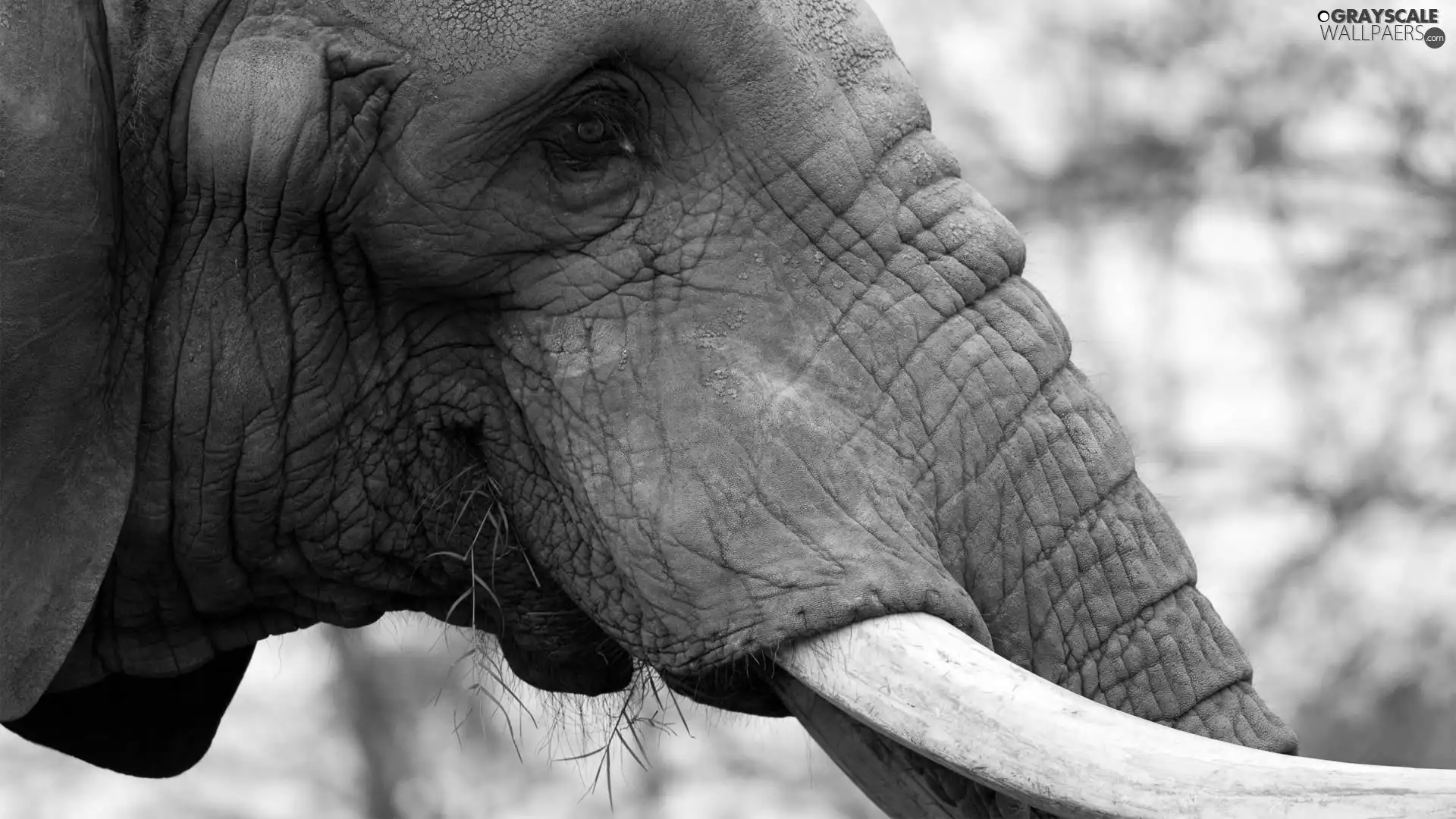 Elephant, Moves