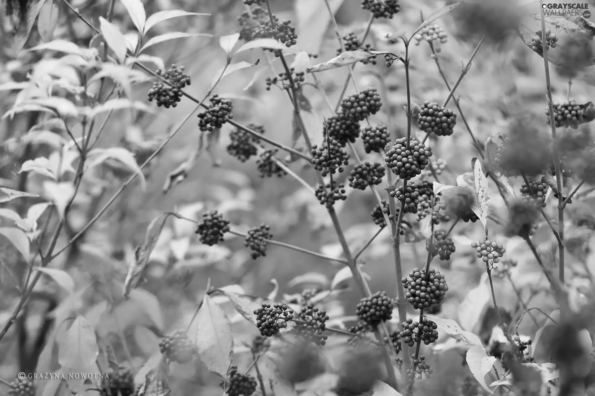 Bush, Bodinieri, M&Ms balls, Fruits, purple, Callicarpa