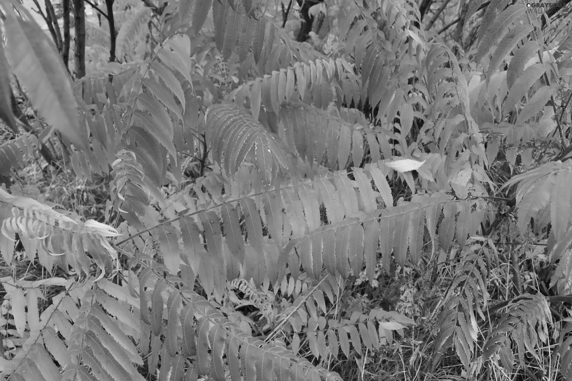 Leaf, Acetic Sumac, Multicoloured