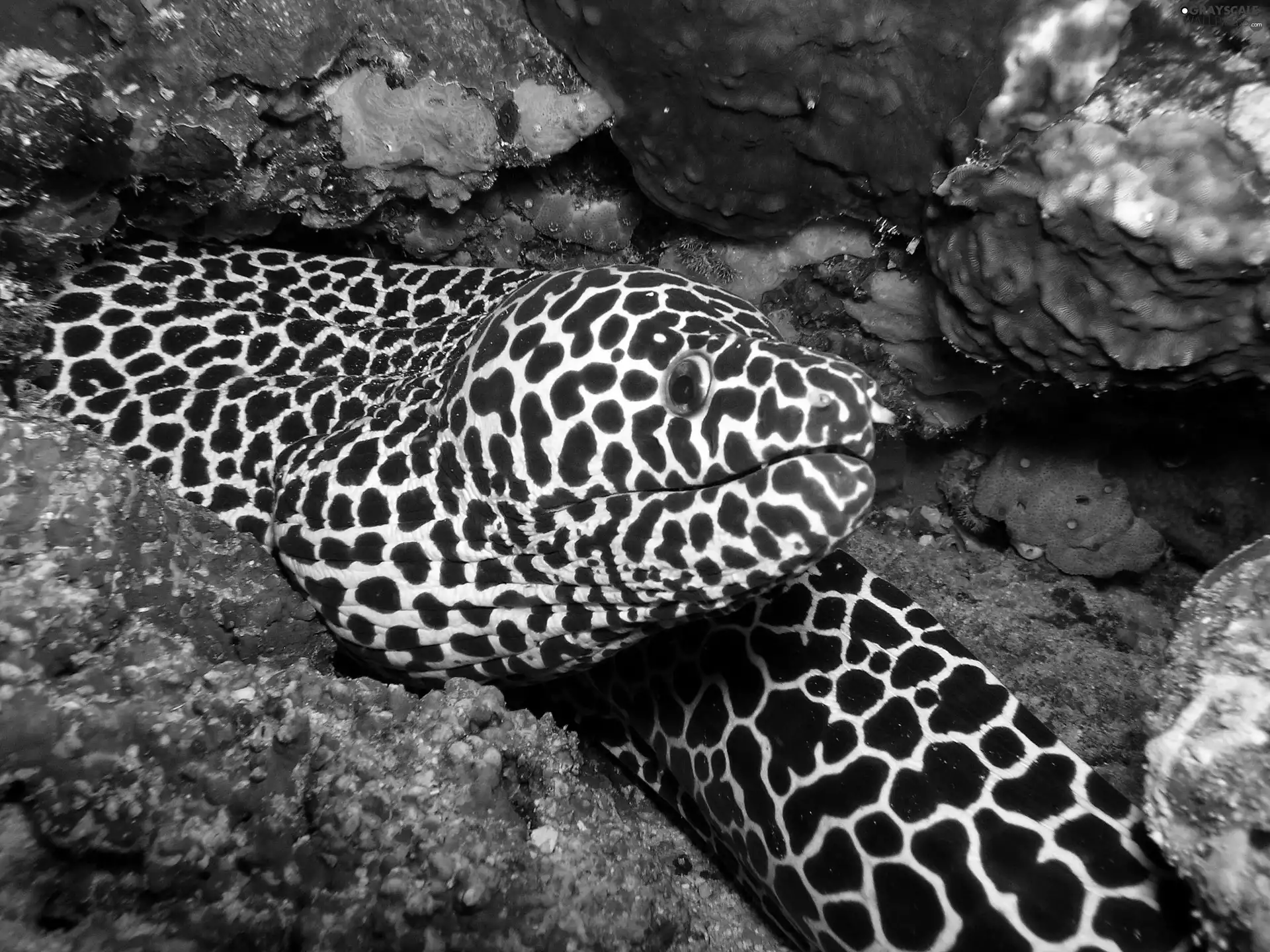 depths, coral, Murena, reef
