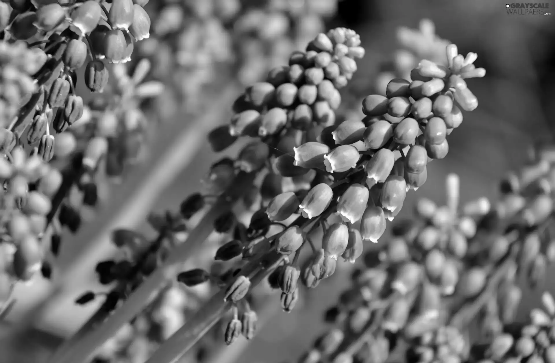 Blue, Muscari