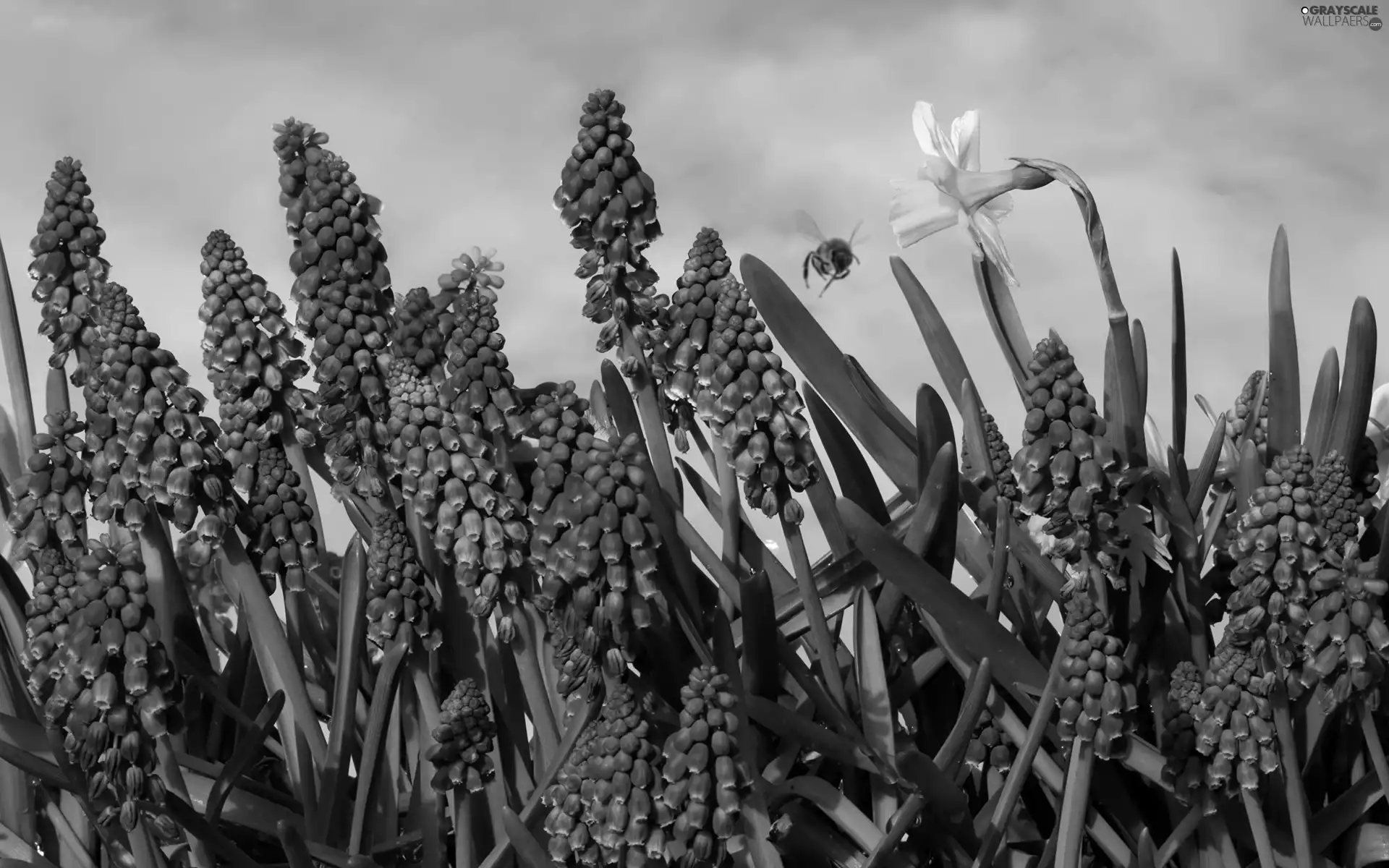 Flowers, Jonquil, bee, Muscari