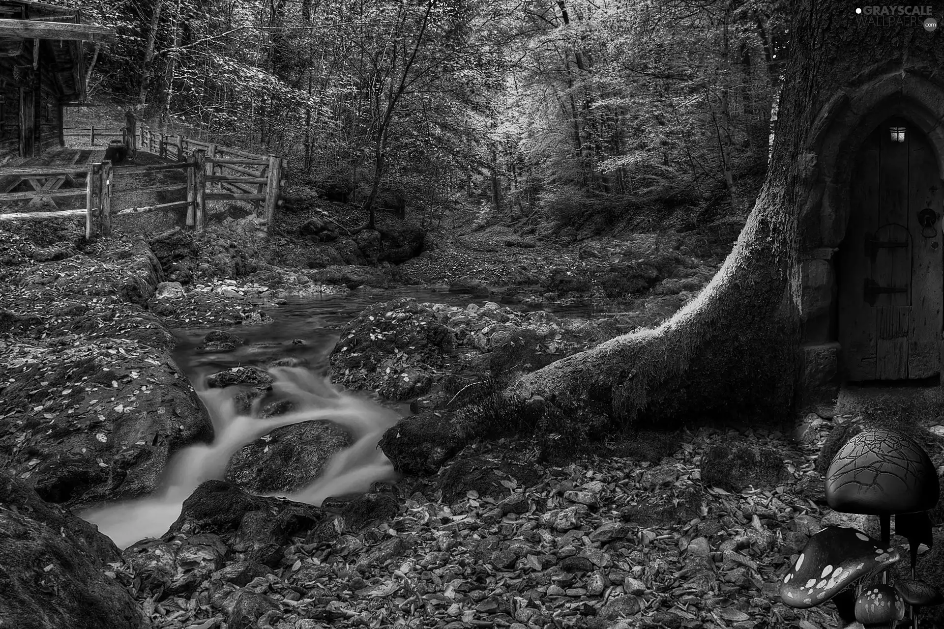 forest, trees, mushroom, stream