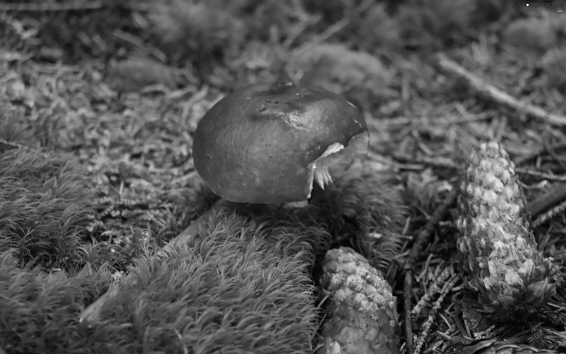 mushroom, cones, Moss