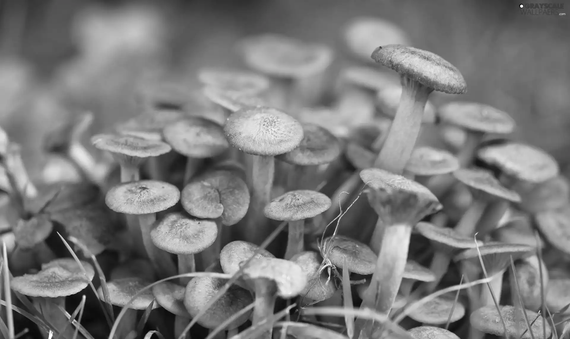 Brown, mushrooms