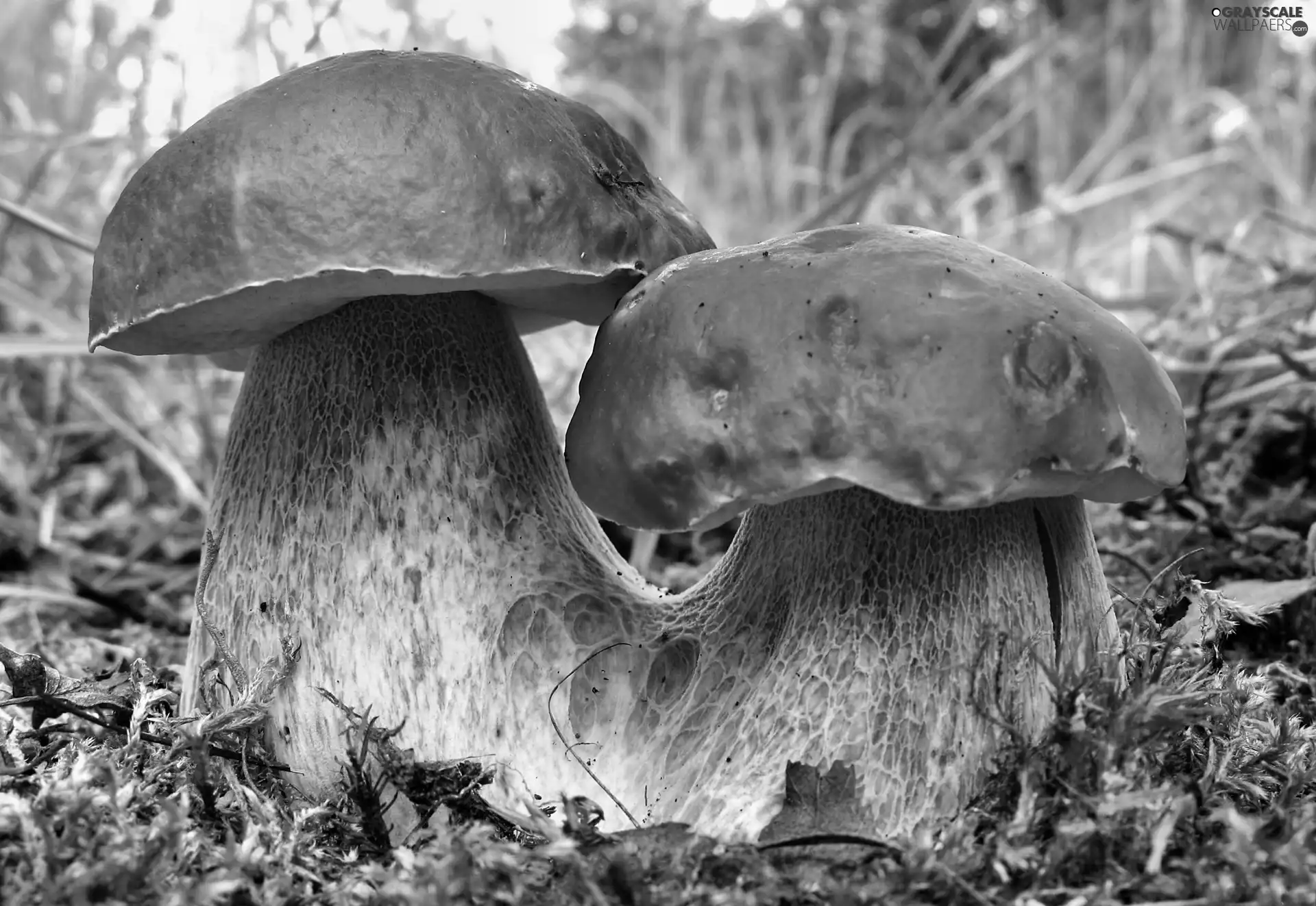 Boletus edulis, fused, mushrooms