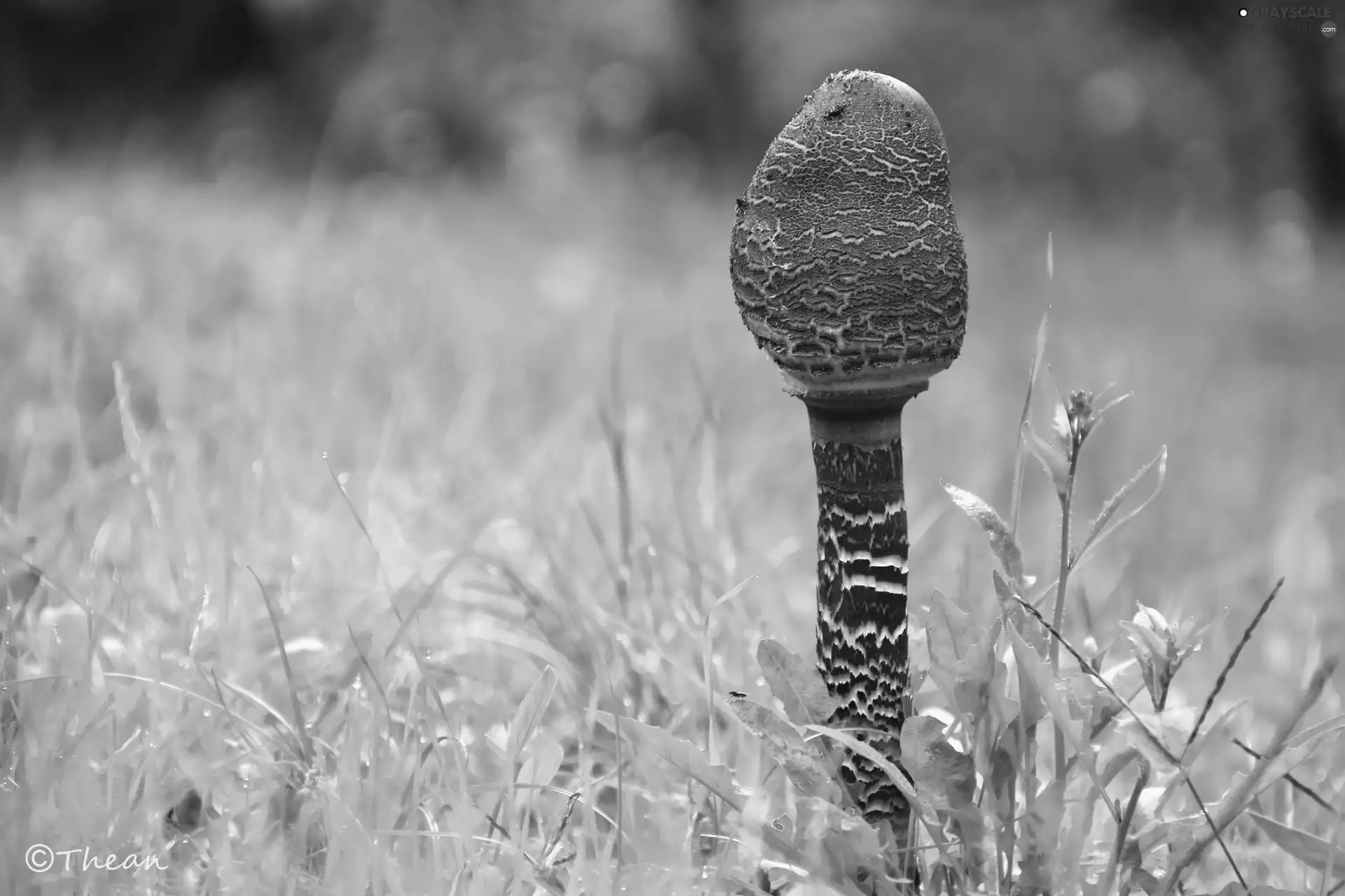 Mushrooms, grass, young, owl, kite