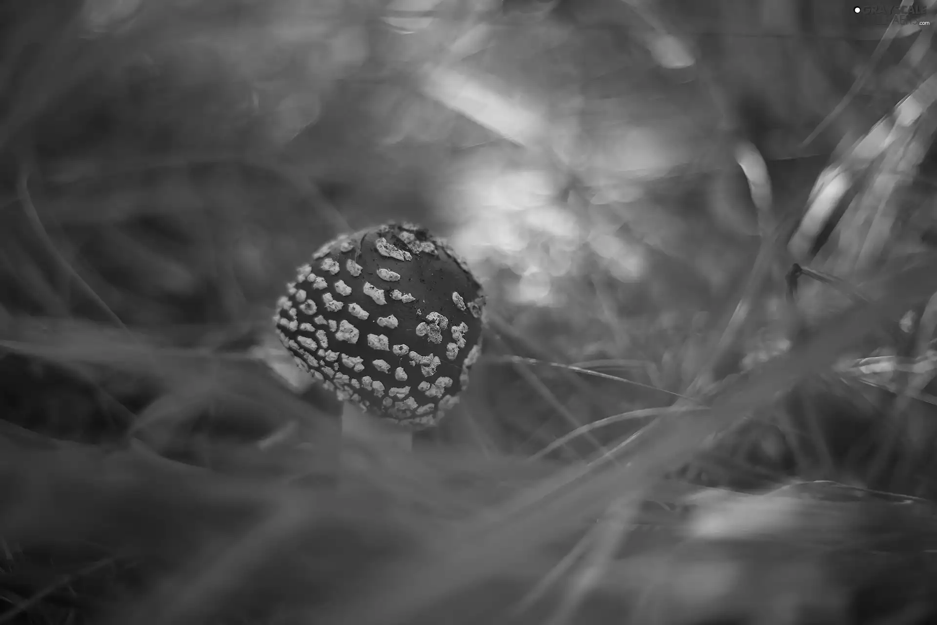 grass, Red toadstool, Mushrooms