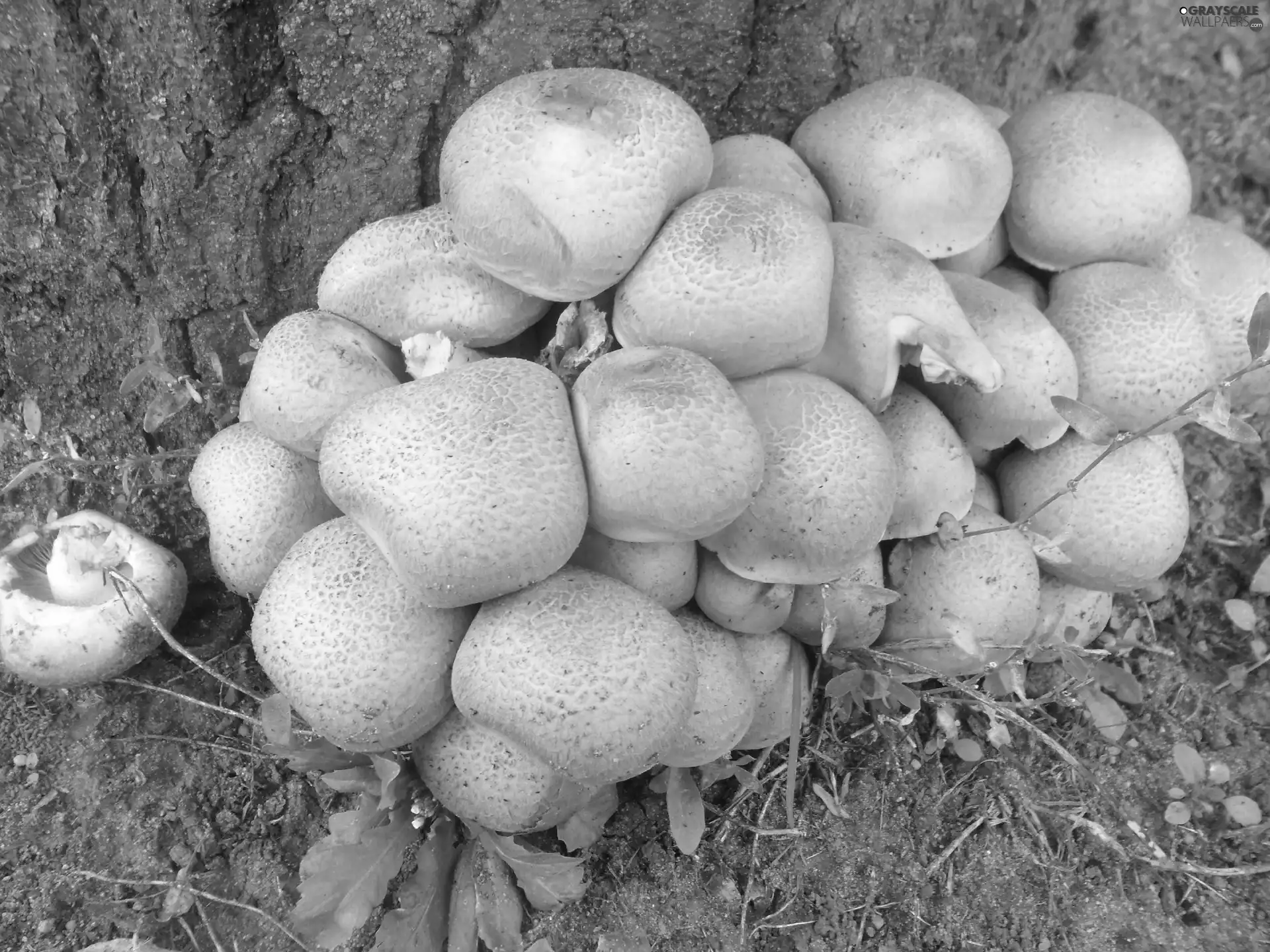 Orange, mushrooms