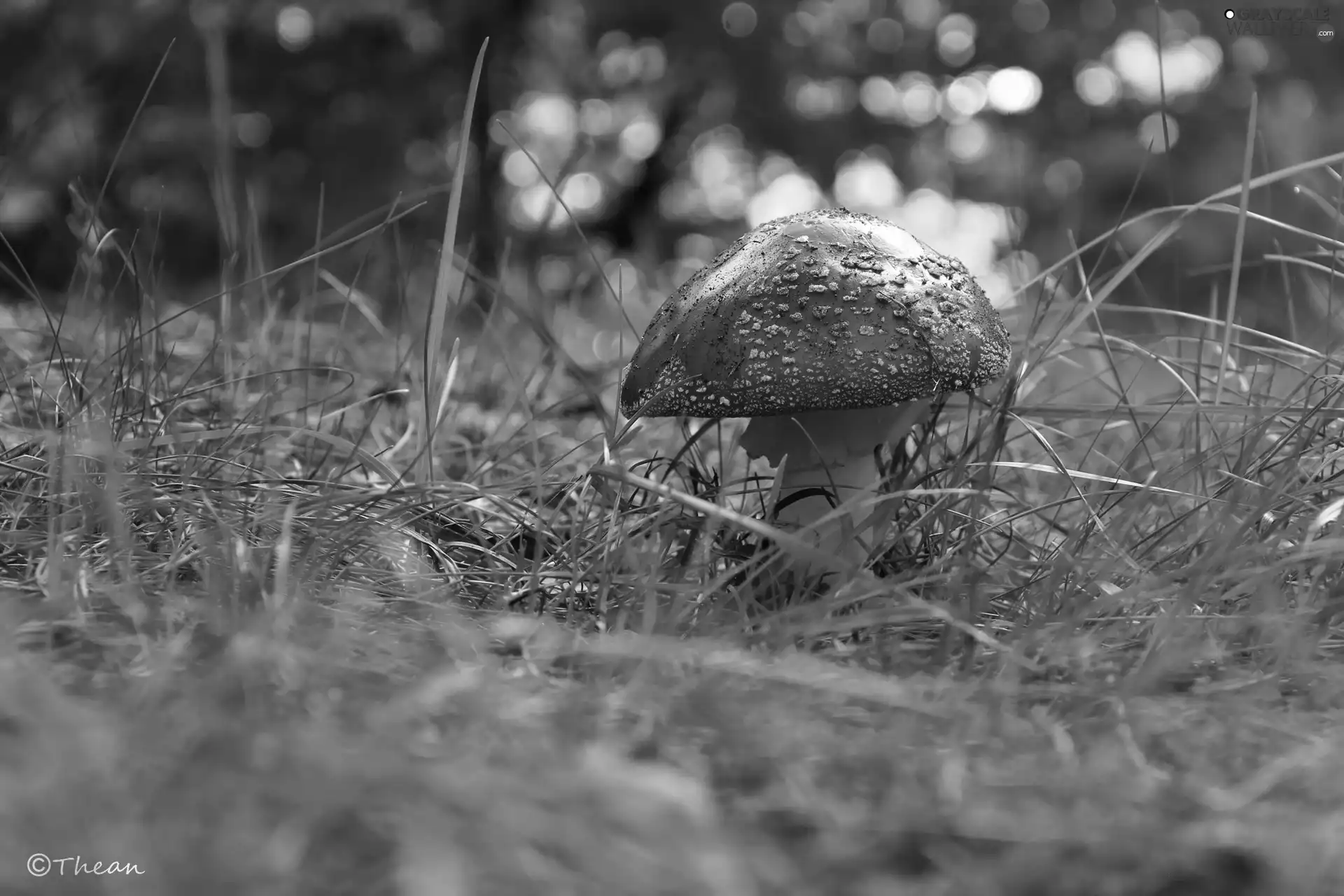 Red, grass, Mushrooms, toadstool