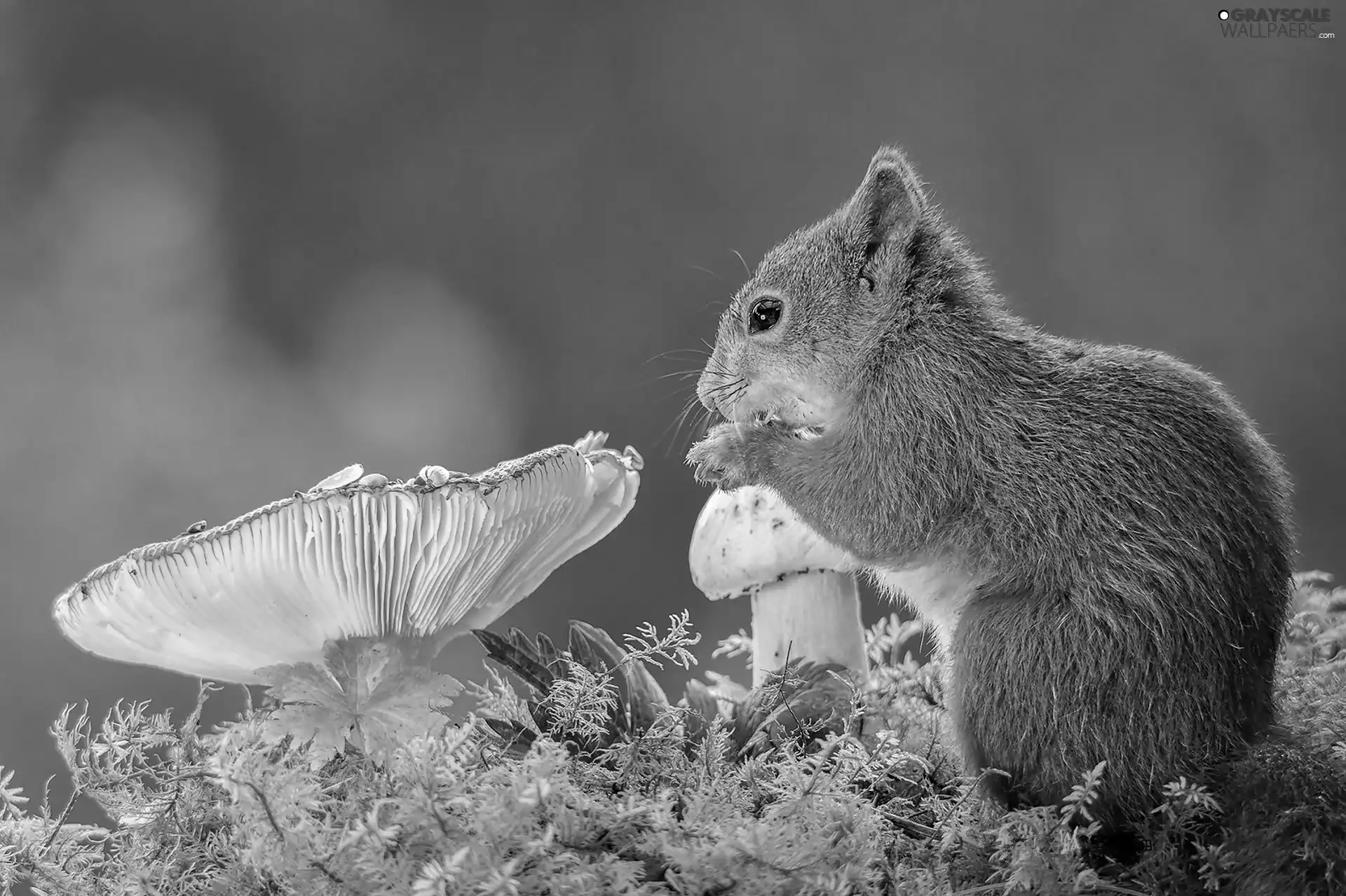 squirrel, mushrooms