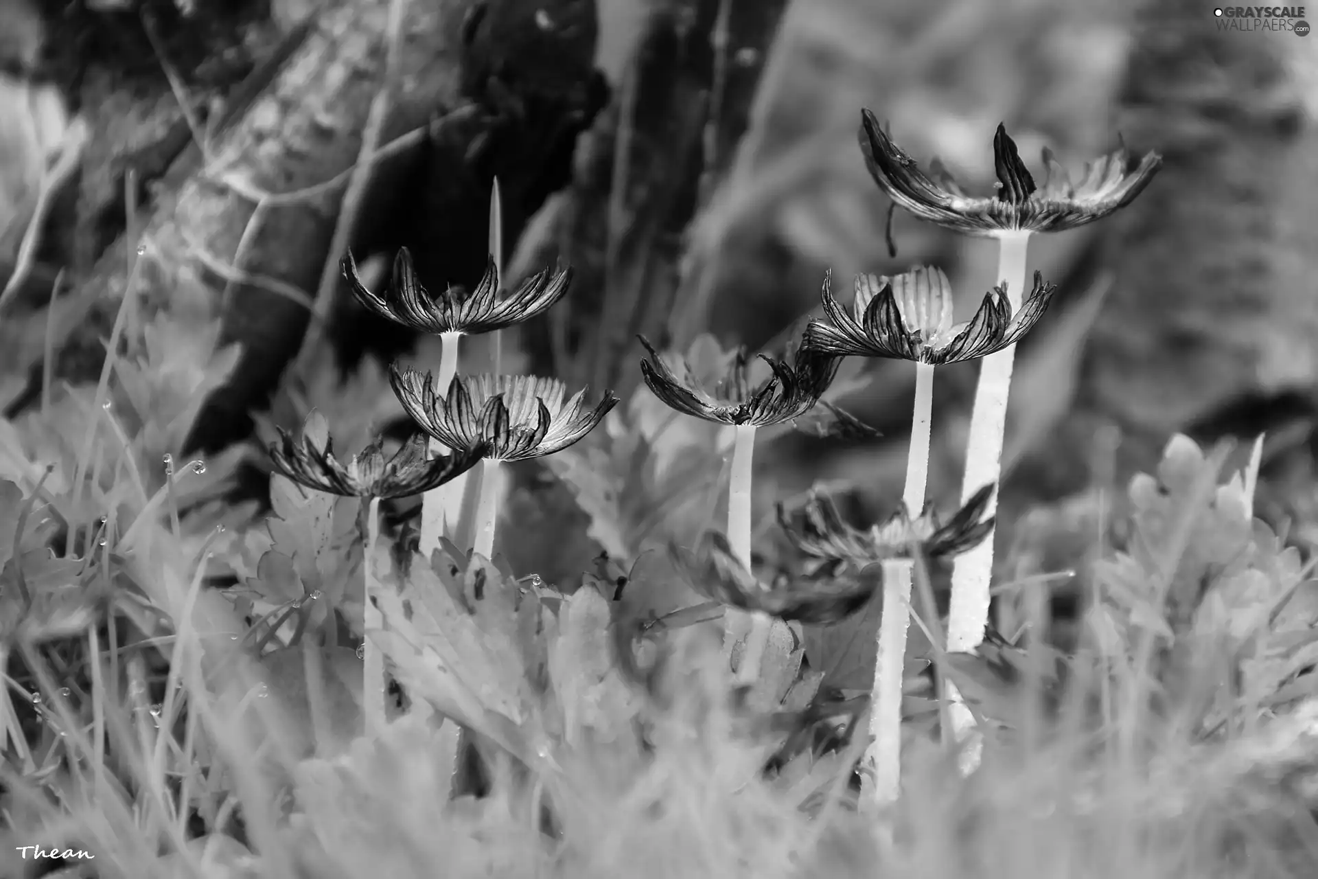 mushrooms