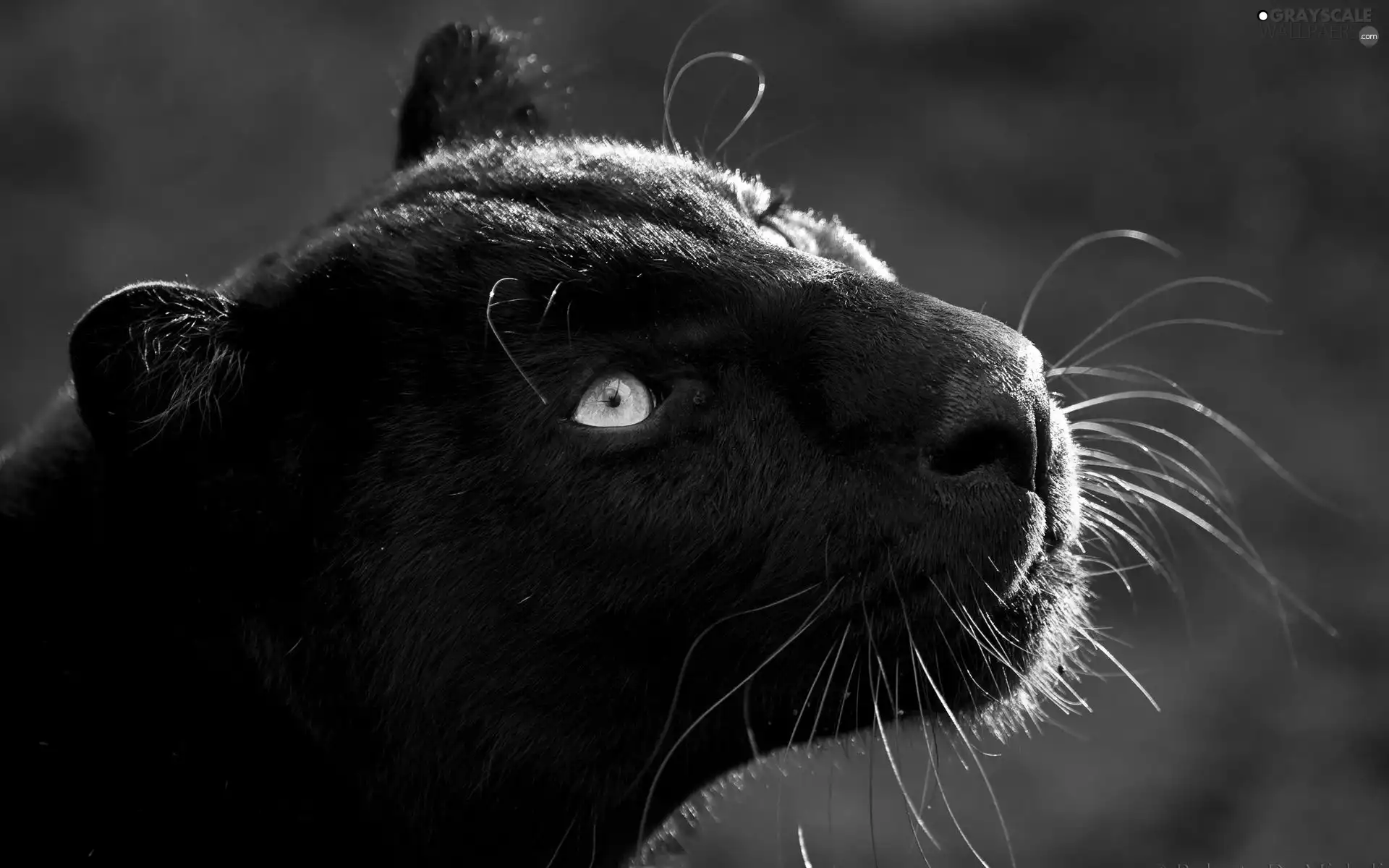 black, mouth, mustache, Panther