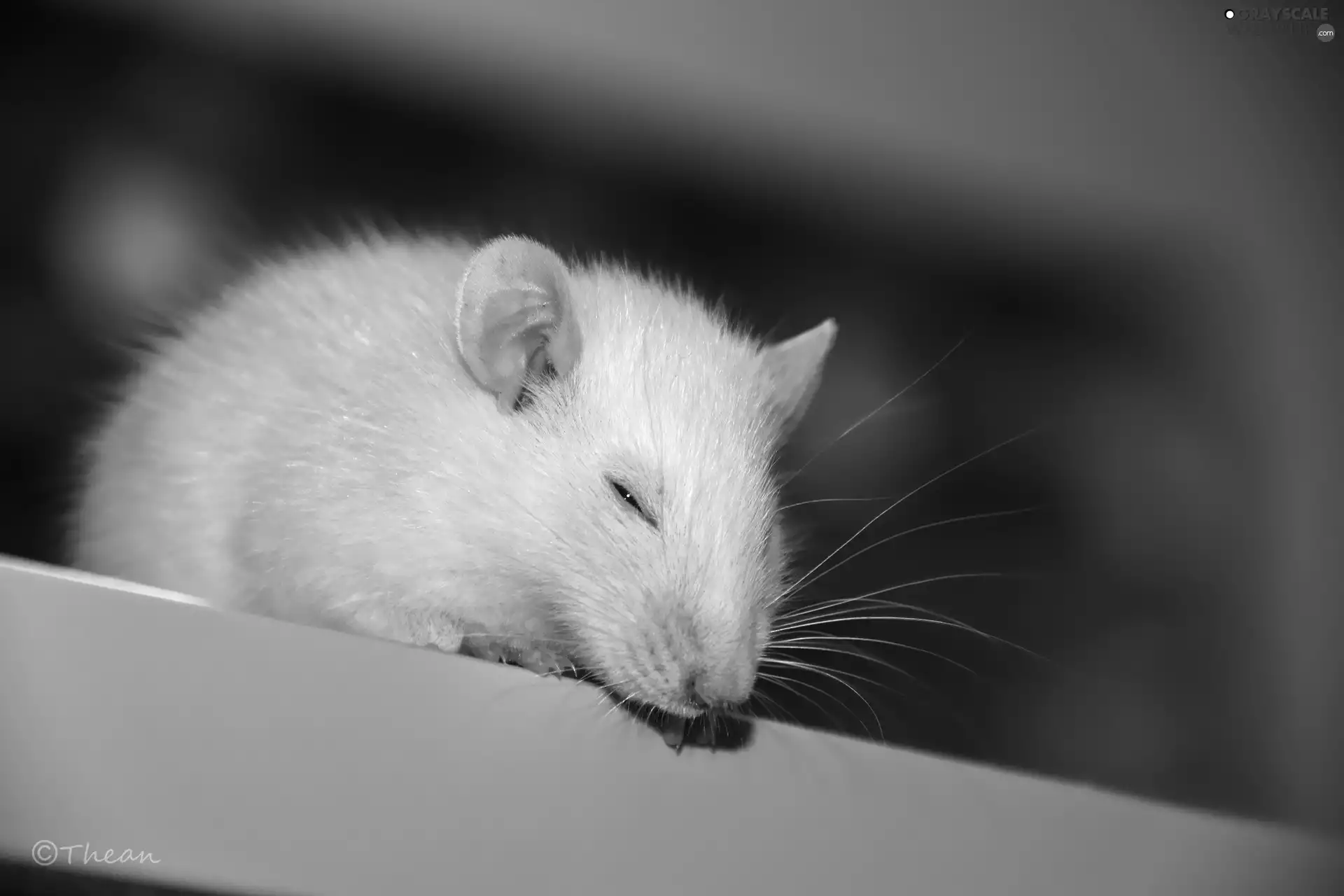 White, Wistar, mustache, rat