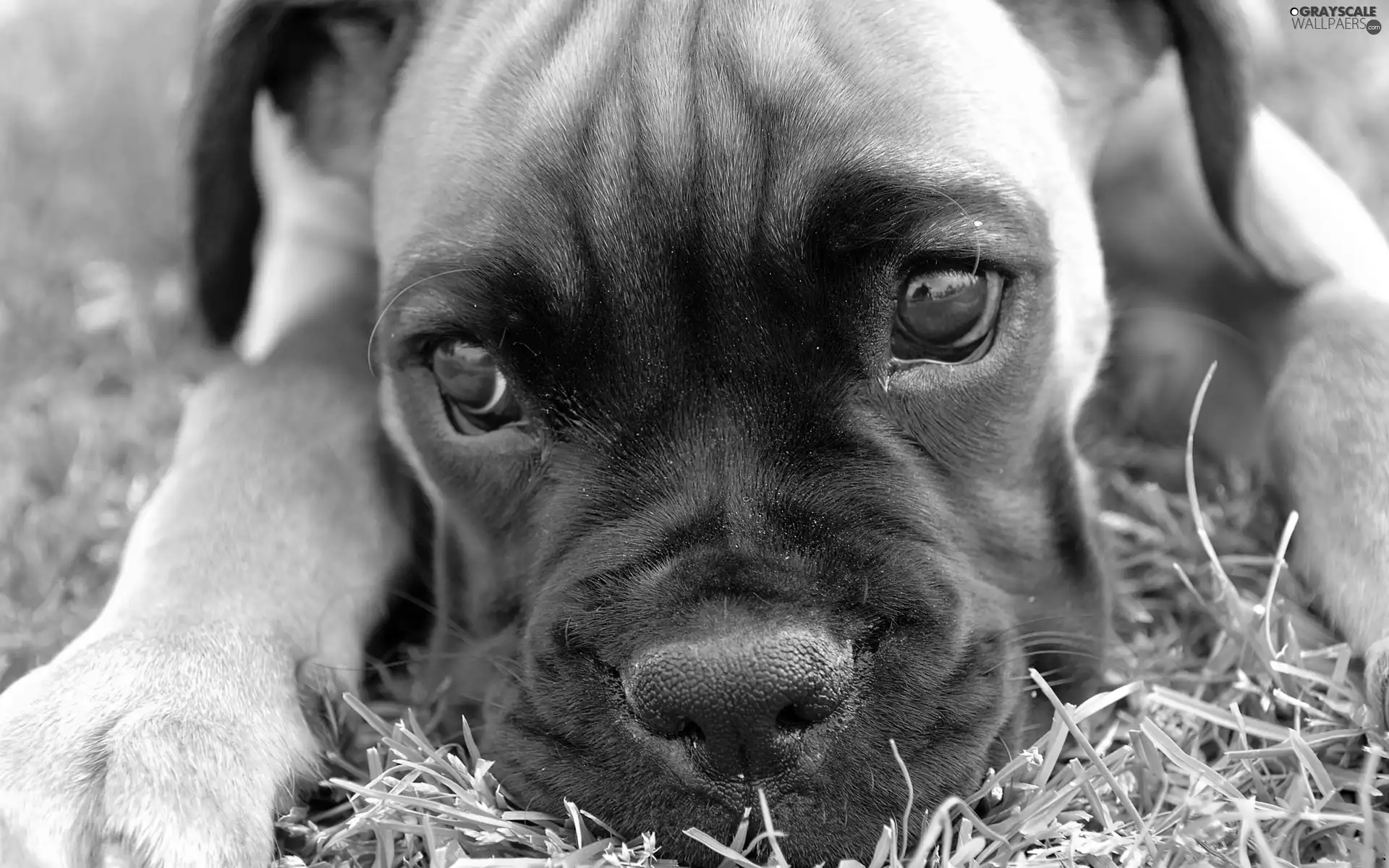 boxer, muzzle