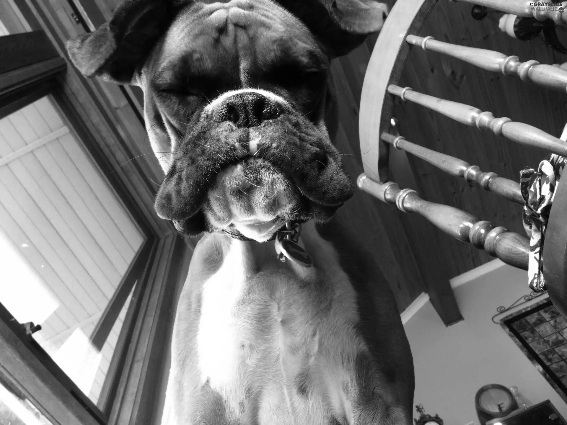 boxer, muzzle