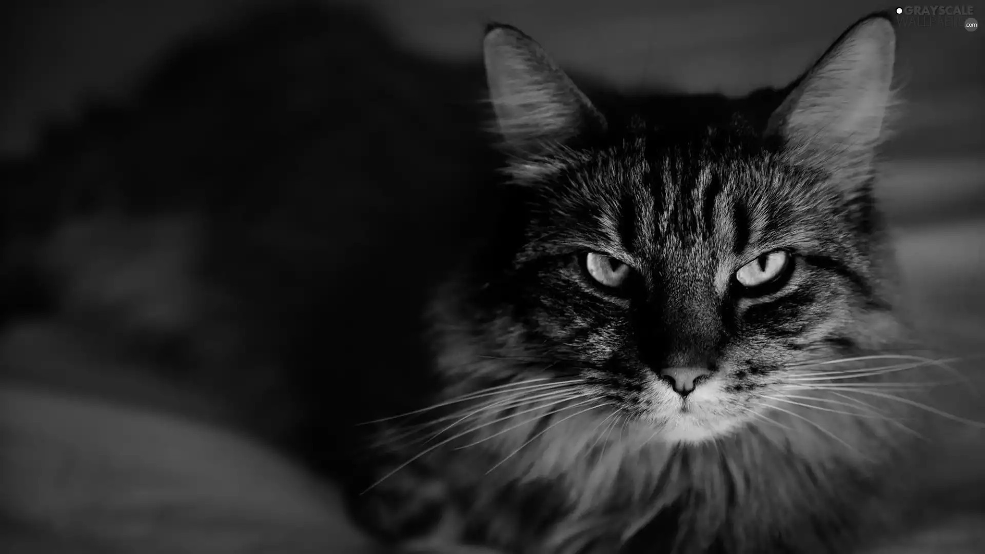 cat, muzzle