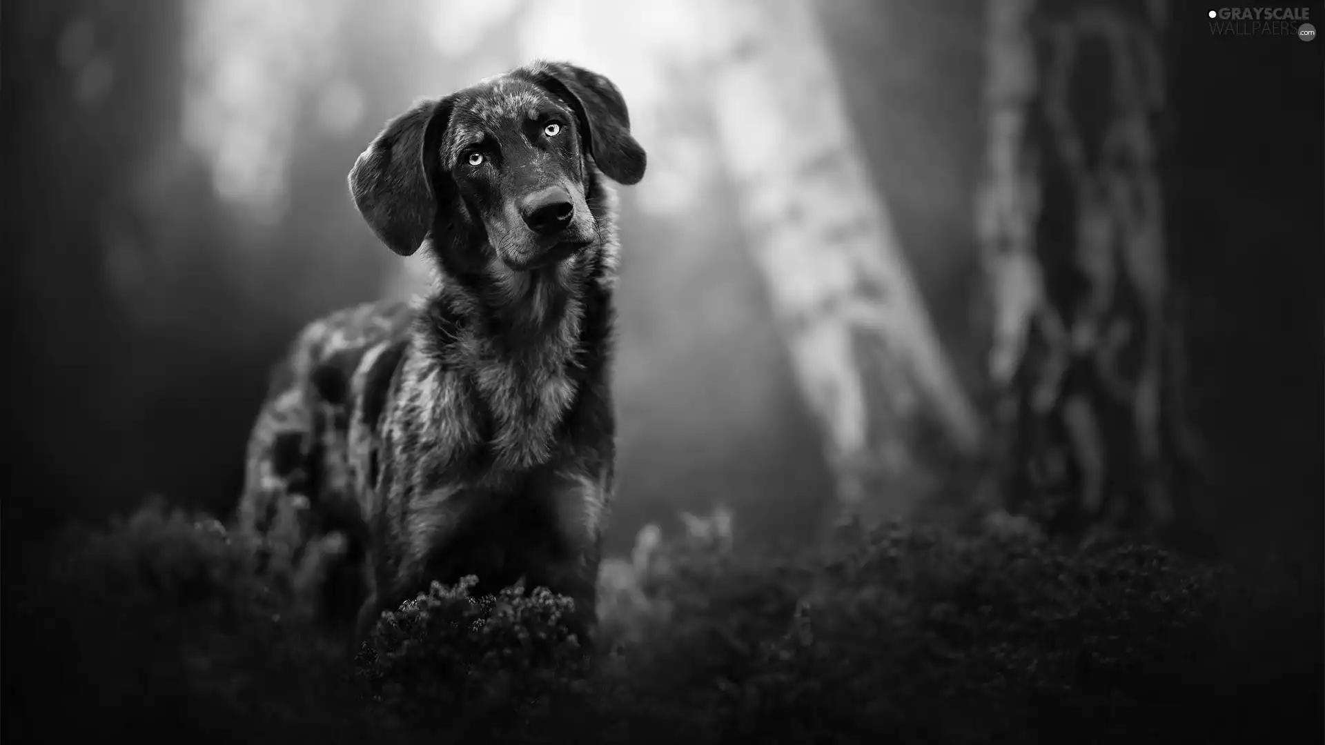 dog, heathers, birch, muzzle