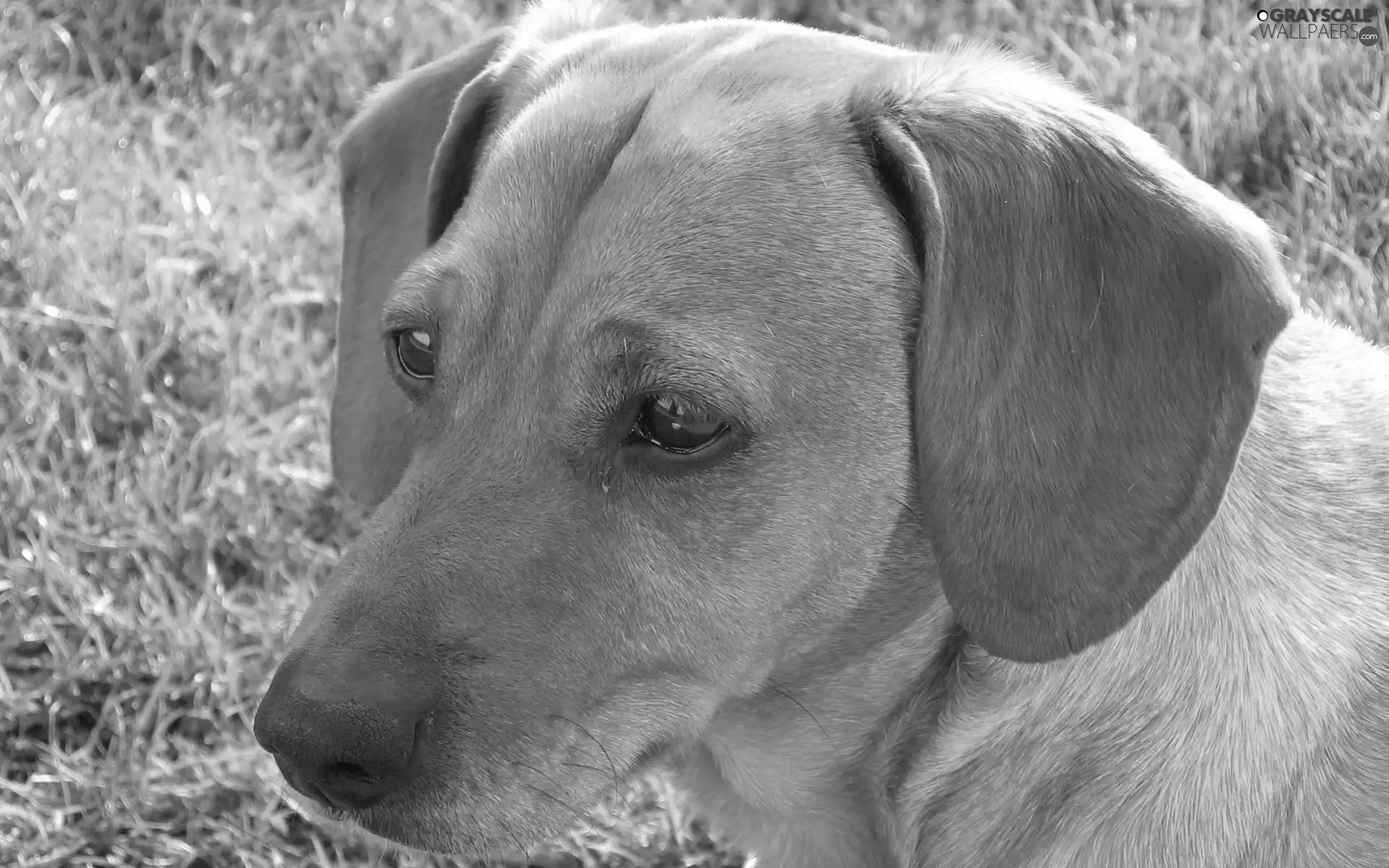 muzzle, Ginger, Dog