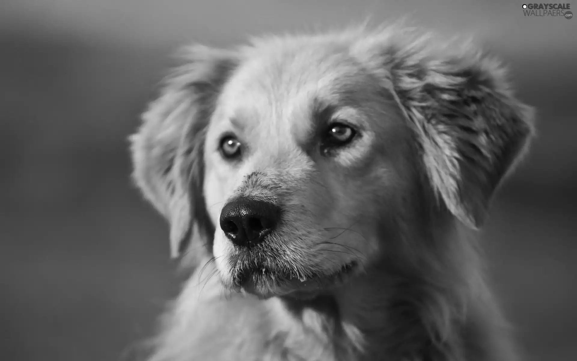 Golden Retriever, dog, muzzle