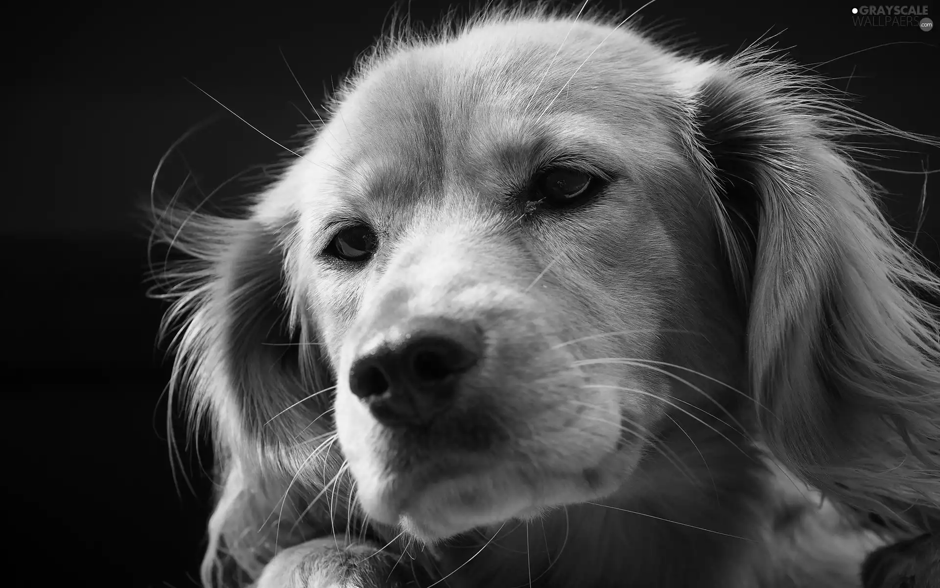 Golden Retriever, doggy, muzzle