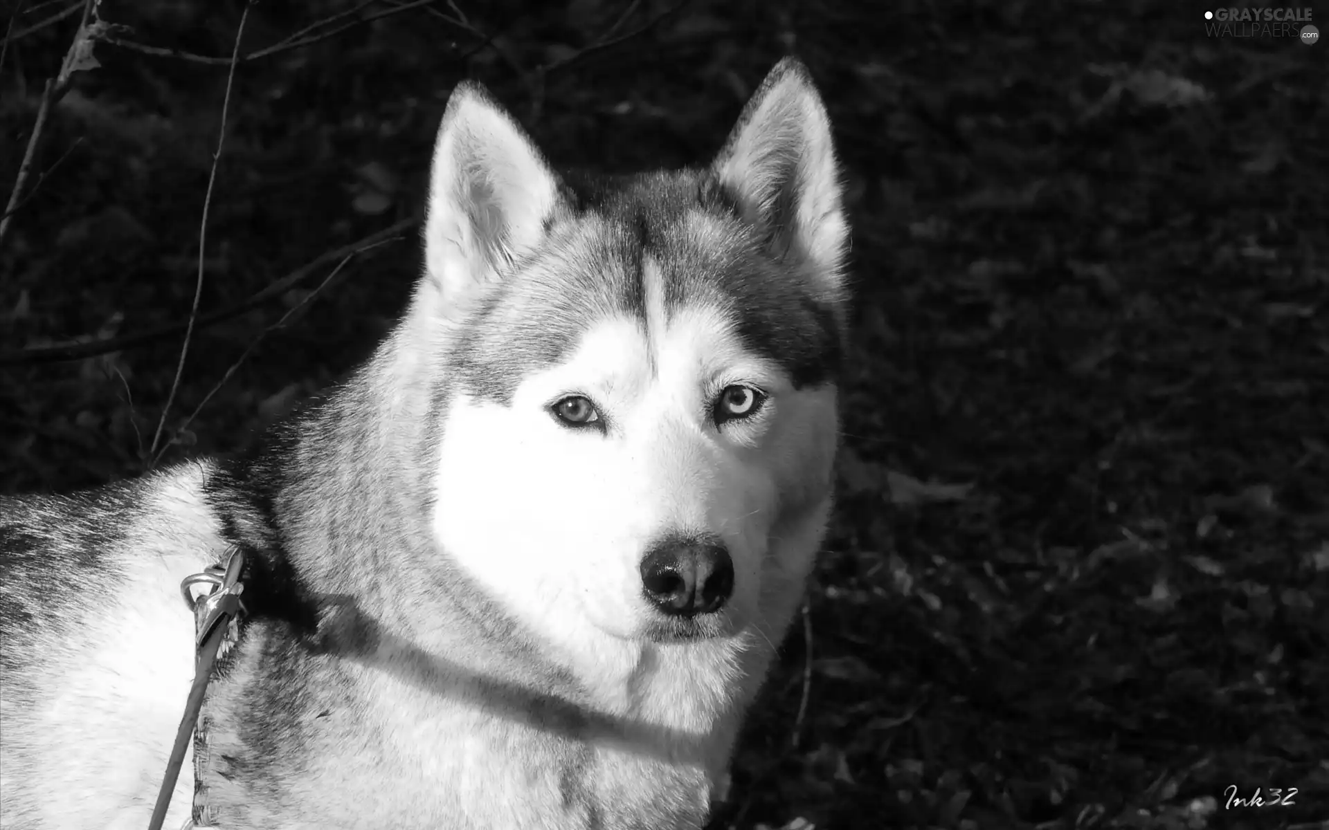 muzzle, Siberian, Husky