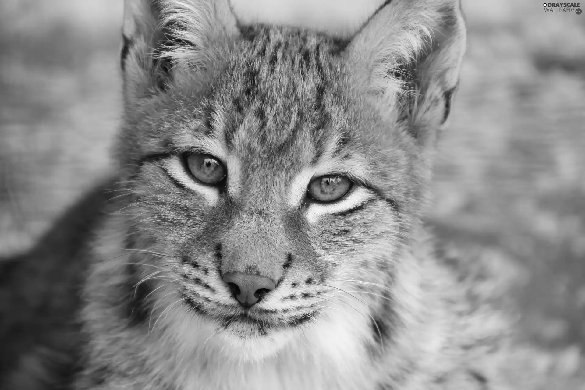 muzzle, young, Lynx