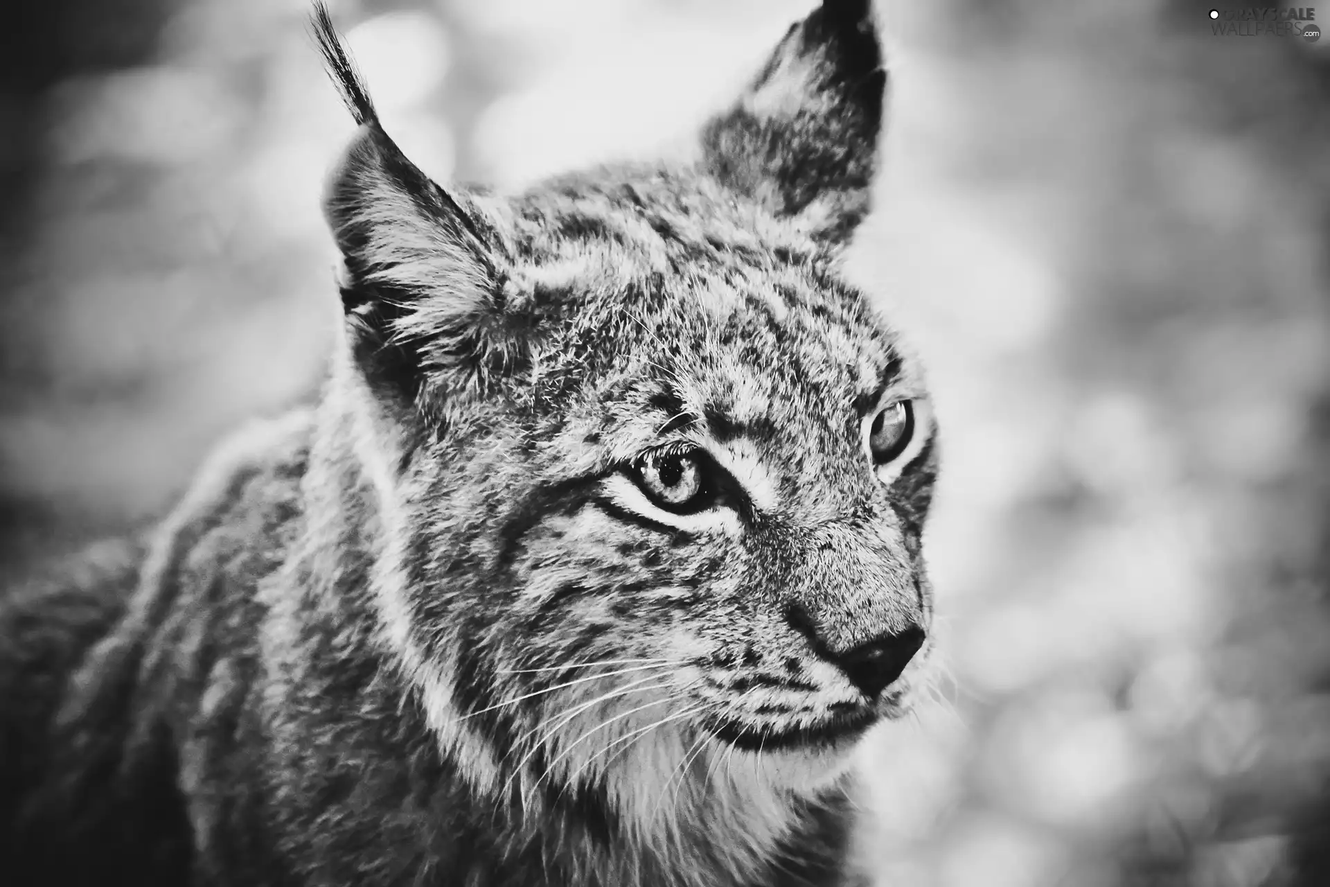 Lynx, muzzle