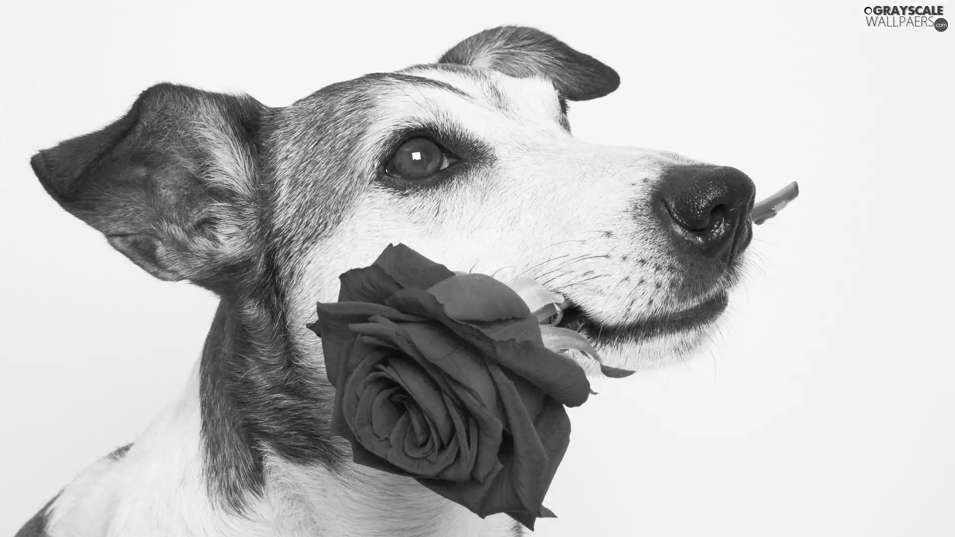 muzzle, dog, rose