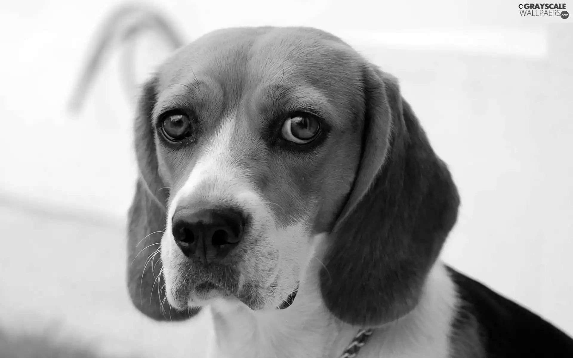 muzzle, Beagle, sad