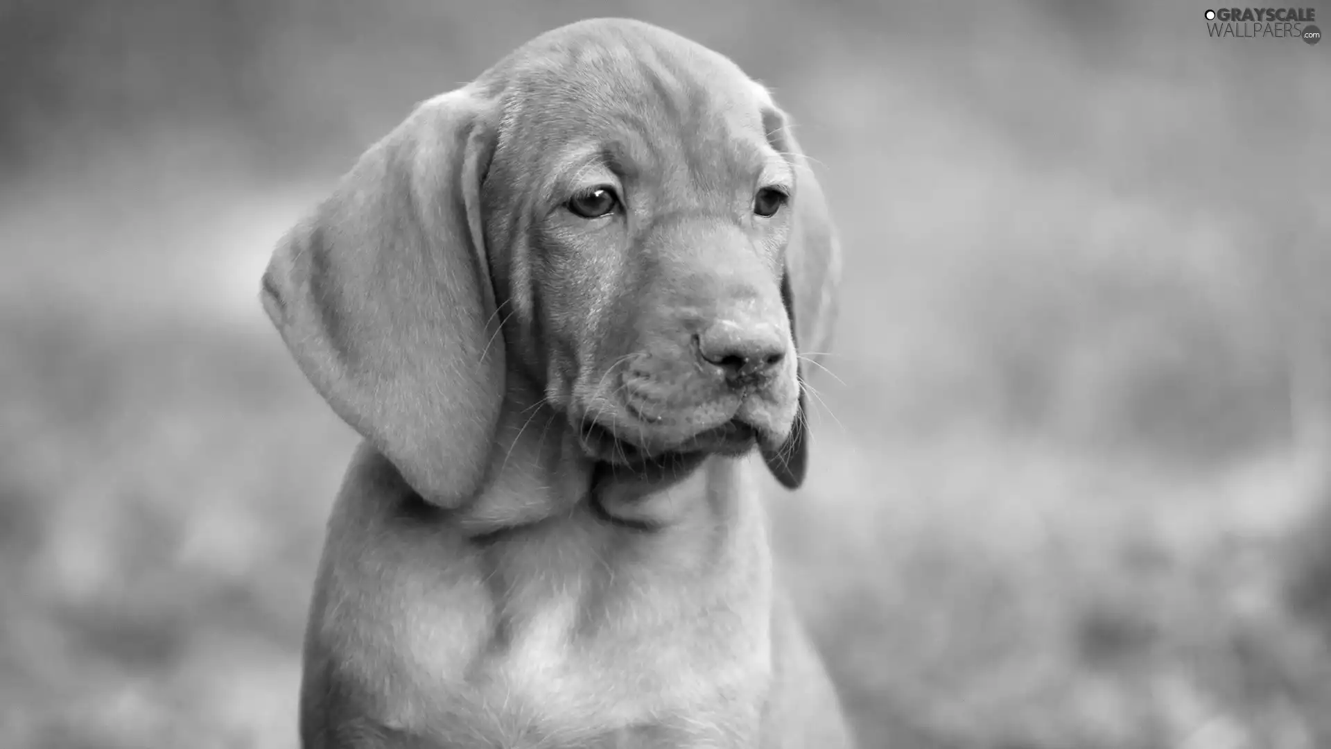 muzzle, doggy, sad