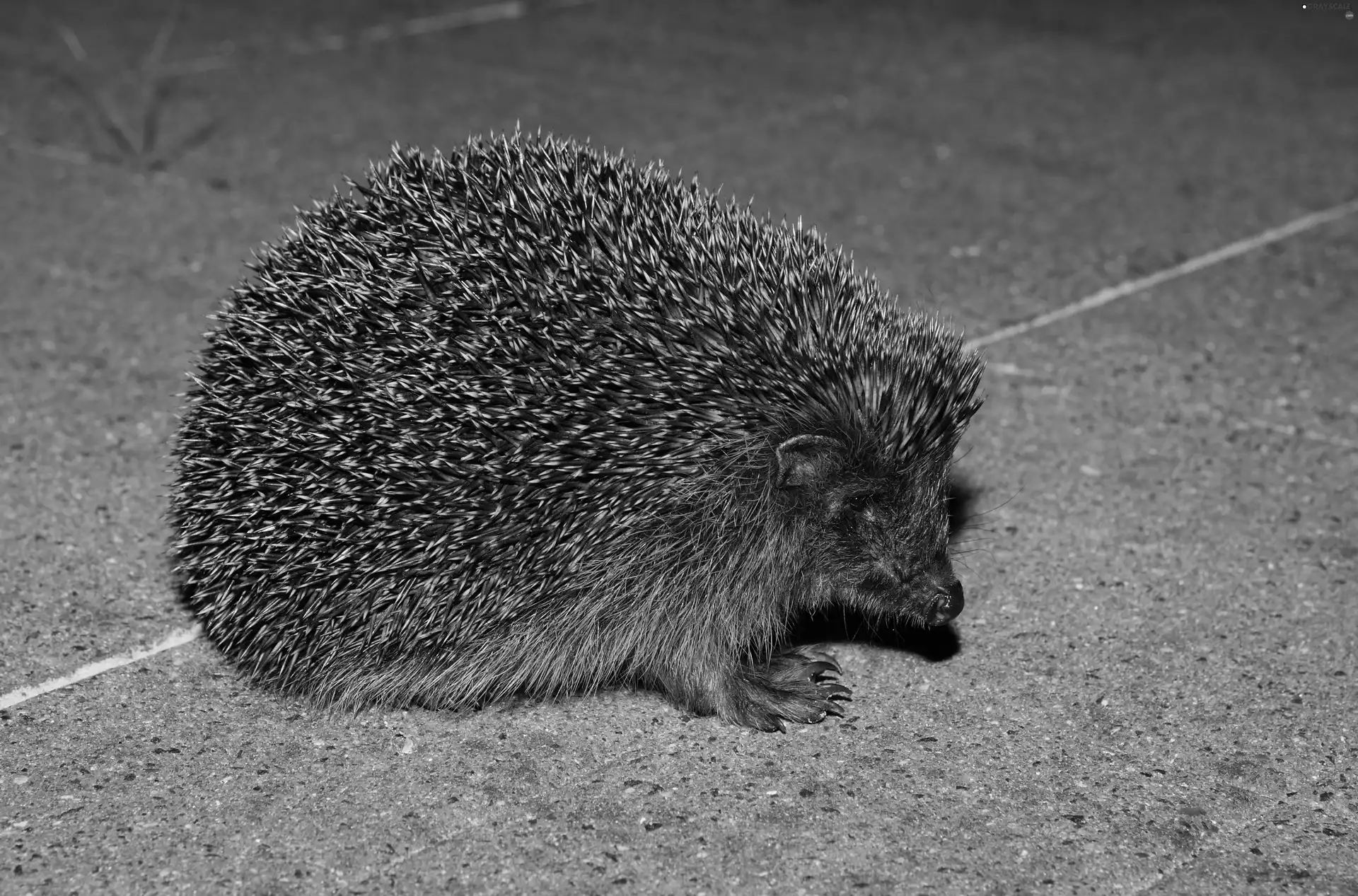 muzzle, hedgehog, Spikes