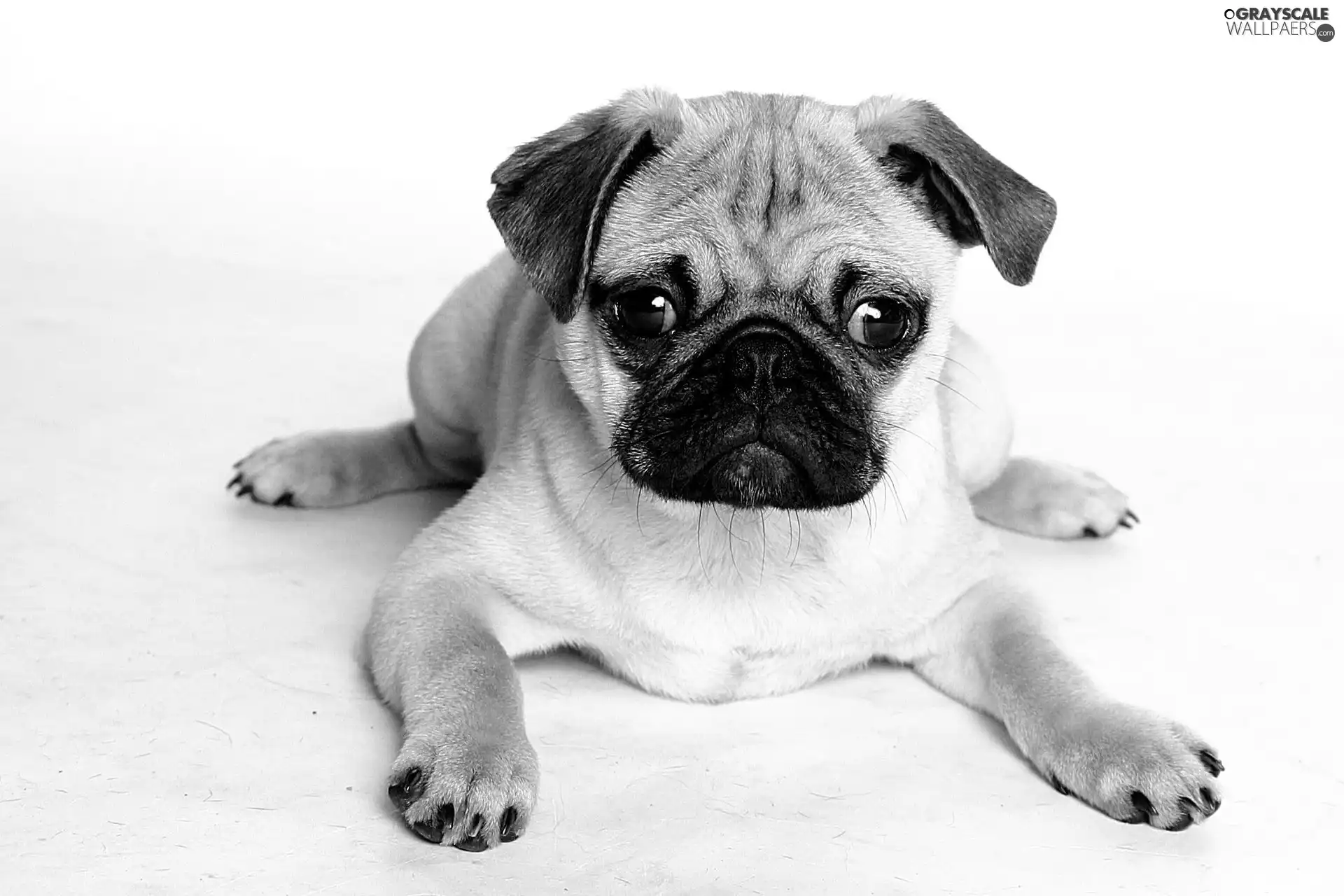 pug, lying, dog