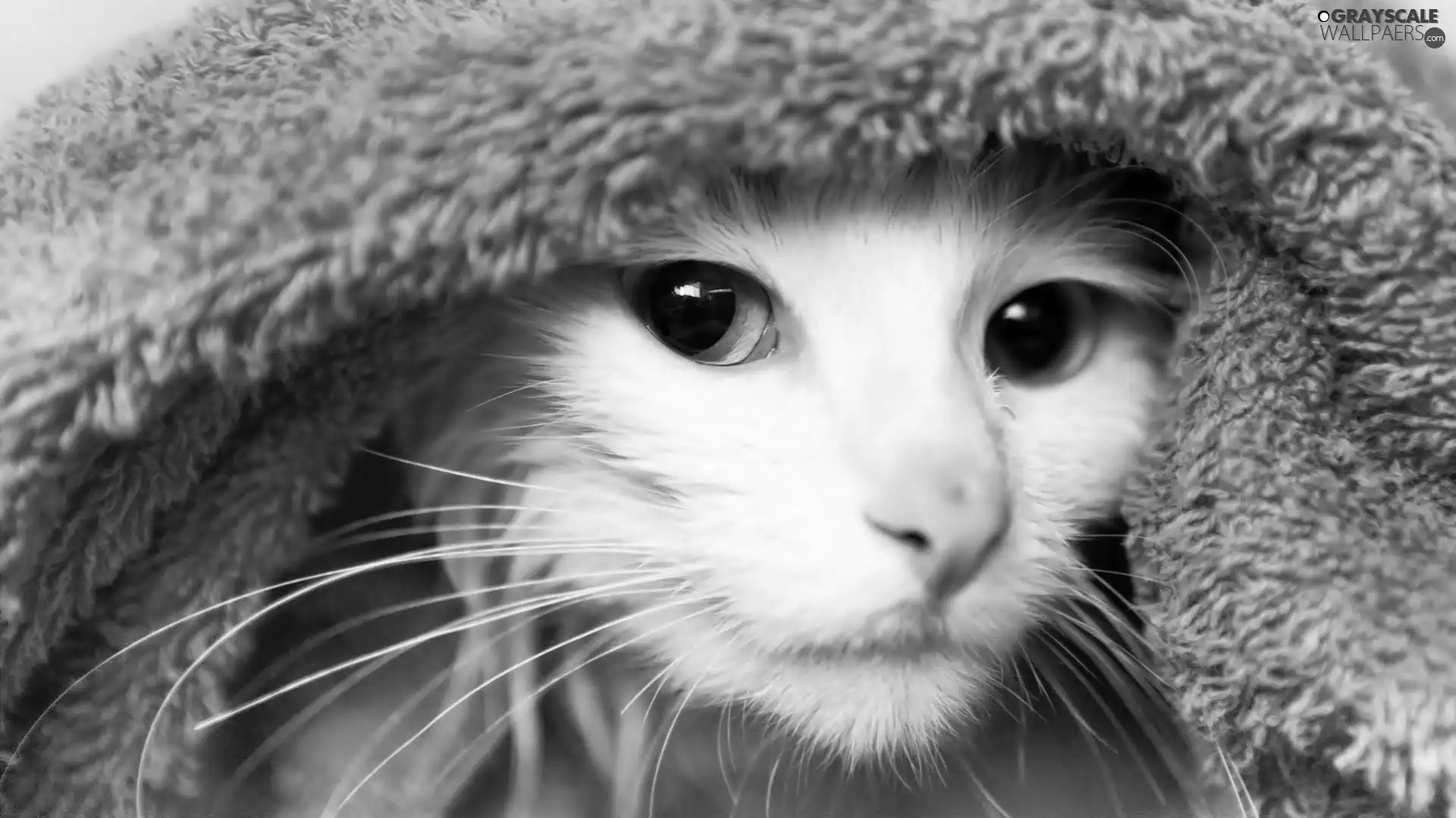 muzzle, Towel, cat, Eyes, White