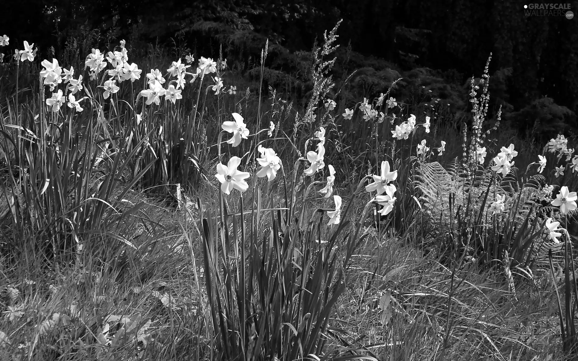 narcissus, Flowers, grass