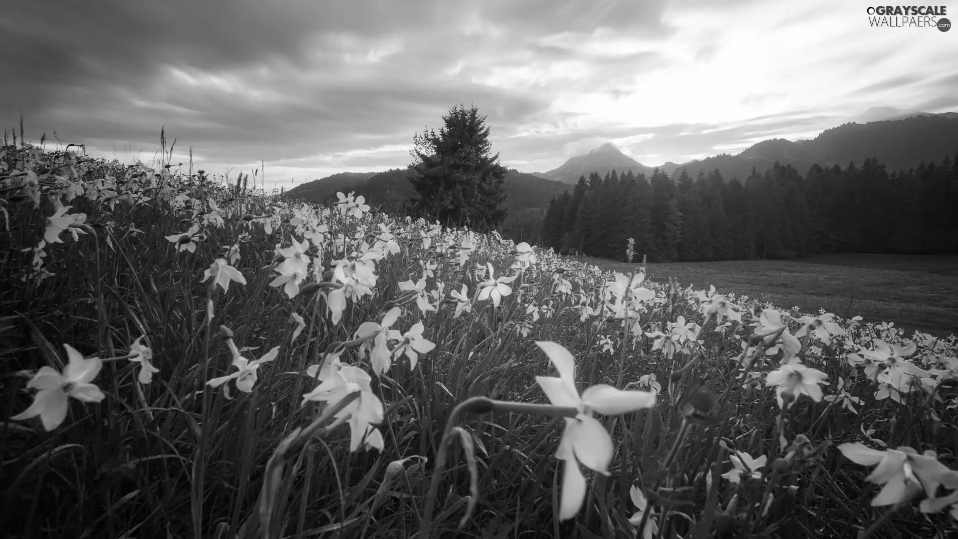 Hill, Meadow, Mountains, narcissus