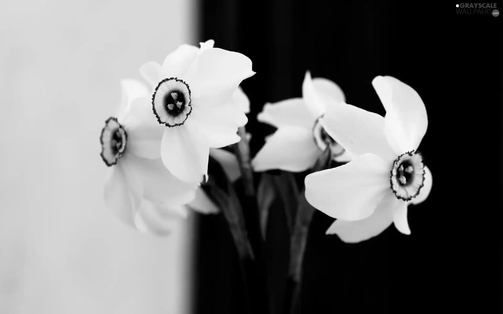 narcissus